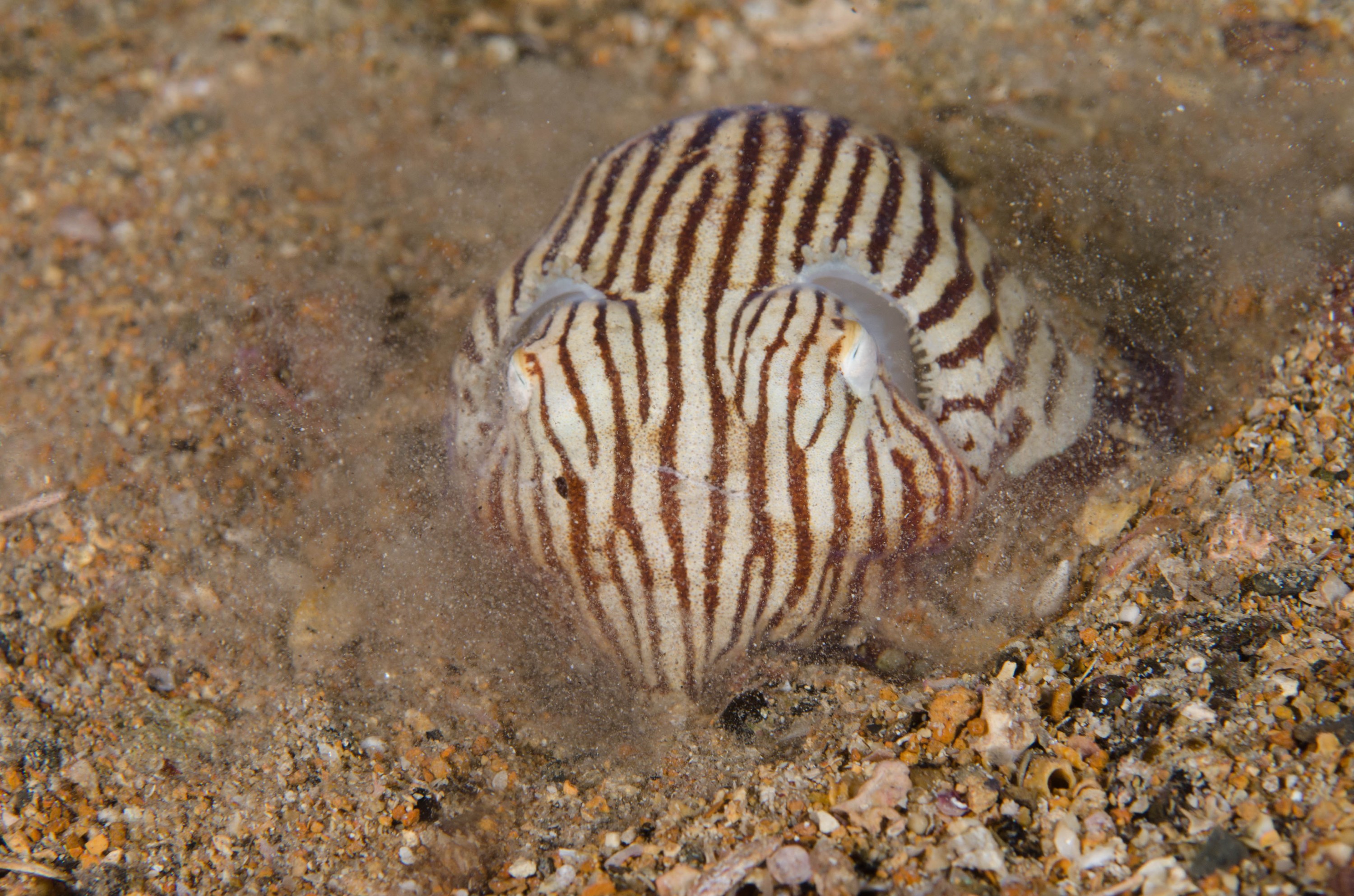DSC_6421 – 2017, Adelaide, Edithburgh, Sepioloidea lineolata, South Australia, cuttlefish, july, macro, pyjama, seacology, squid, striped, temperate, wharf, winter