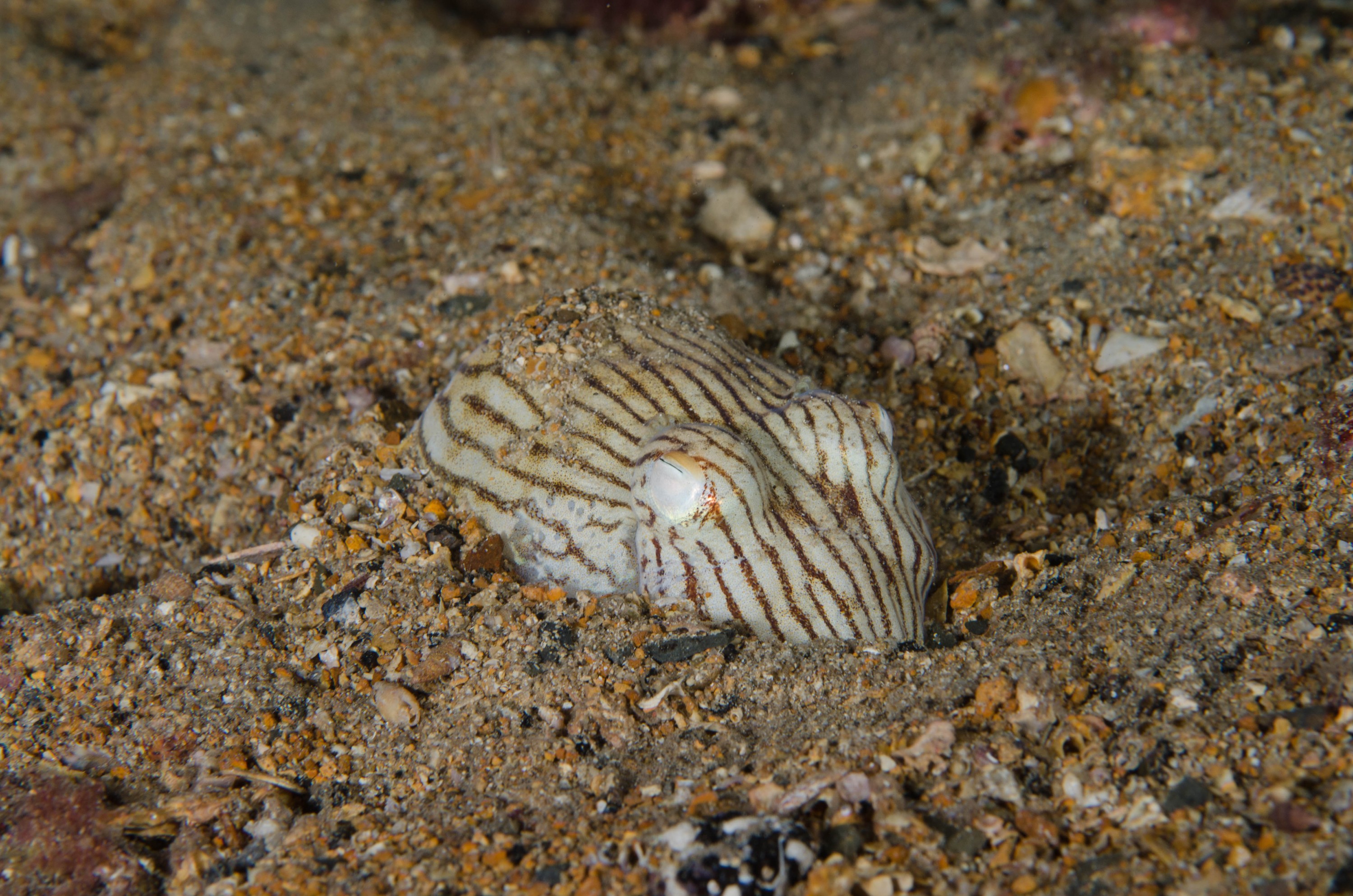 DSC_6429 – 2017, Adelaide, Edithburgh, Sepioloidea lineolata, South Australia, cuttlefish, july, macro, pyjama, seacology, squid, striped, temperate, wharf, winter