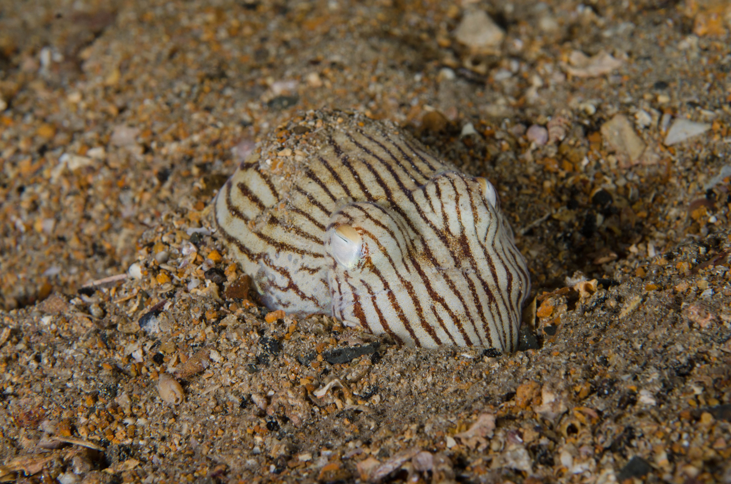 DSC_6431 – 2017, Adelaide, Edithburgh, Sepioloidea lineolata, South Australia, cuttlefish, july, macro, pyjama, seacology, squid, striped, temperate, wharf, winter
