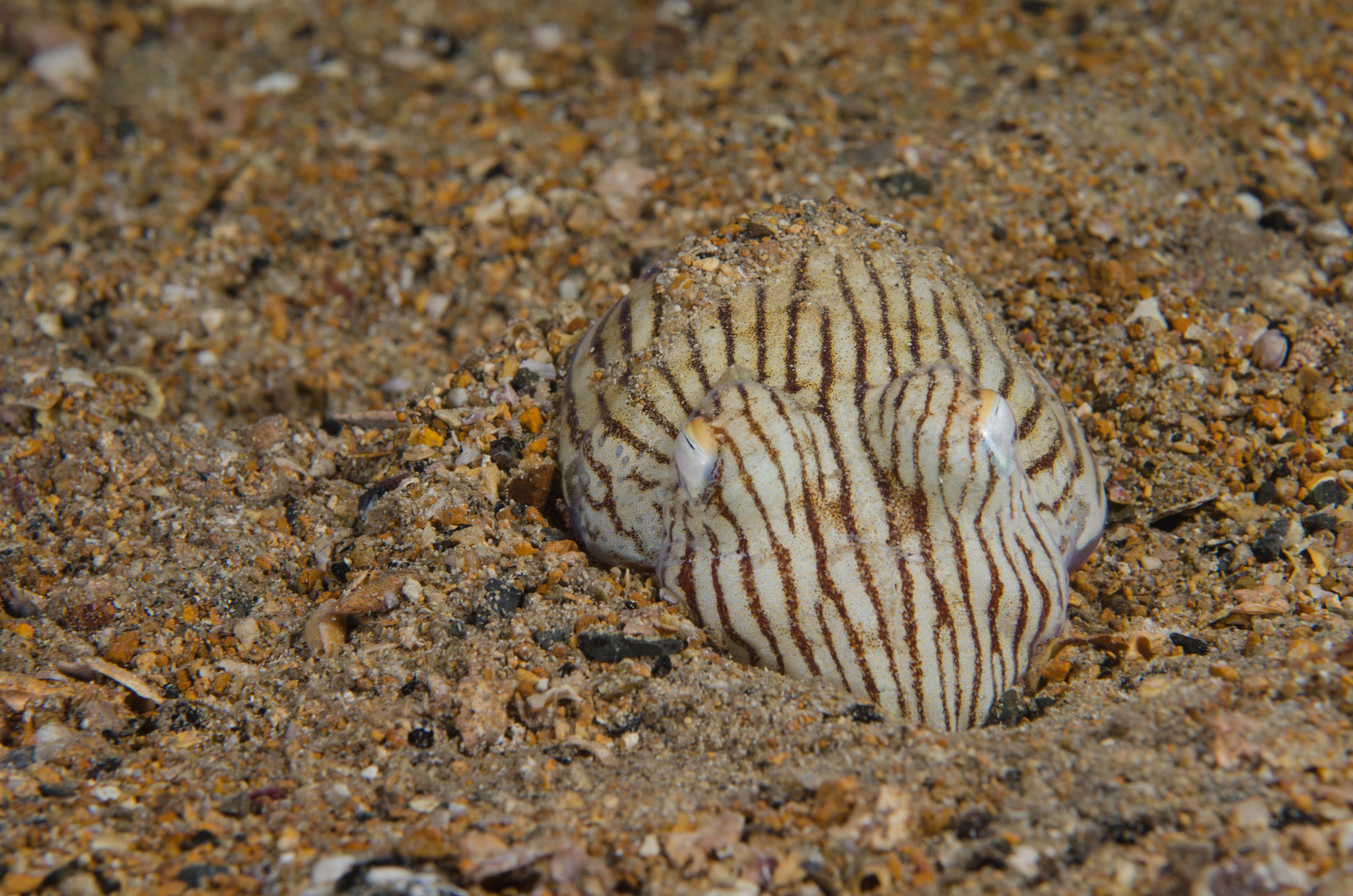 DSC_6432 – 2017, Adelaide, Edithburgh, Sepioloidea lineolata, South Australia, cuttlefish, july, macro, pyjama, seacology, squid, striped, temperate, wharf, winter