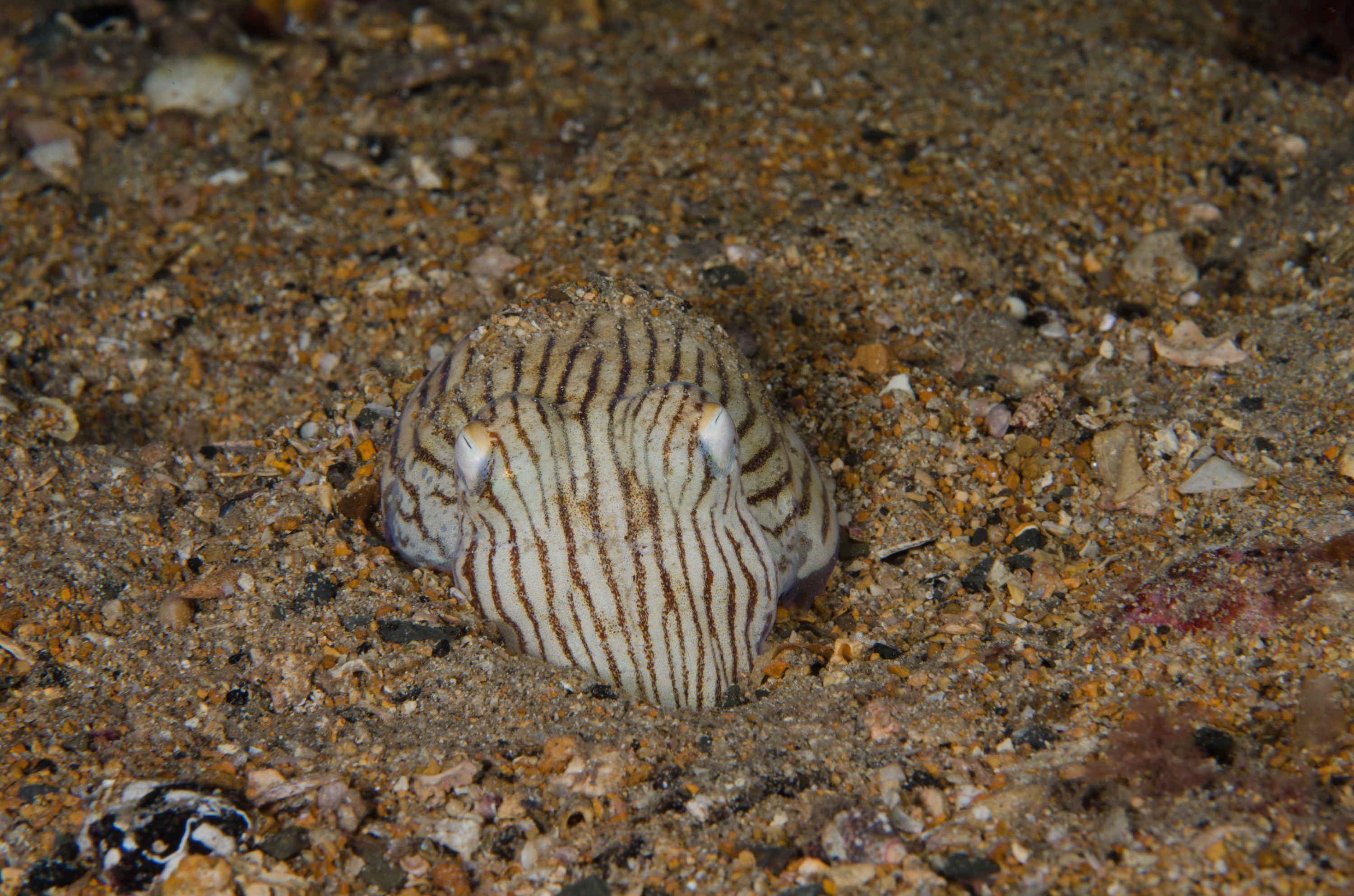DSC_6434 – 2017, Adelaide, Edithburgh, Sepioloidea lineolata, South Australia, cuttlefish, july, macro, pyjama, seacology, squid, striped, temperate, wharf, winter