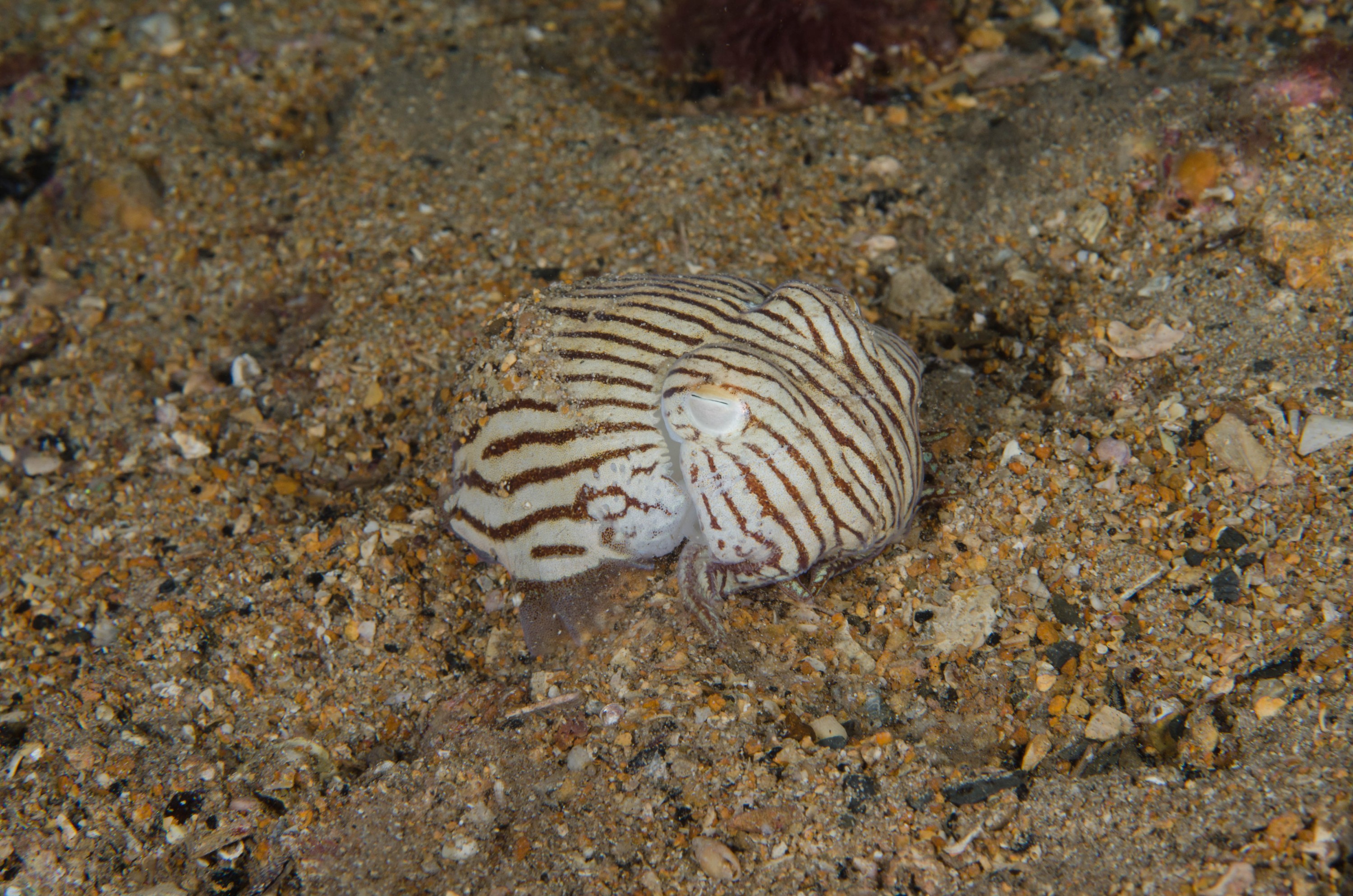 DSC_6437 – 2017, Adelaide, Edithburgh, Sepioloidea lineolata, South Australia, cuttlefish, july, macro, pyjama, seacology, squid, striped, temperate, wharf, winter