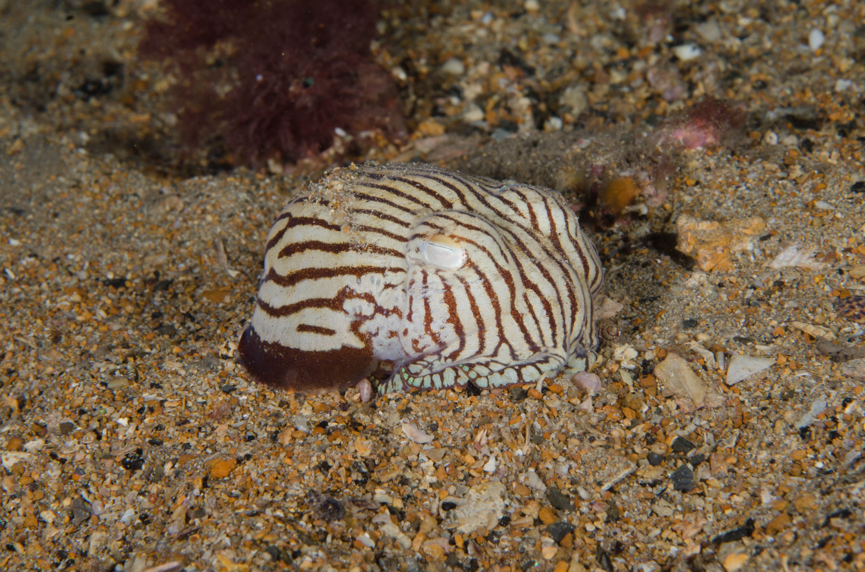 DSC_6439 – 2017, Adelaide, Edithburgh, Sepioloidea lineolata, South Australia, cuttlefish, july, macro, pyjama, seacology, squid, striped, temperate, wharf, winter