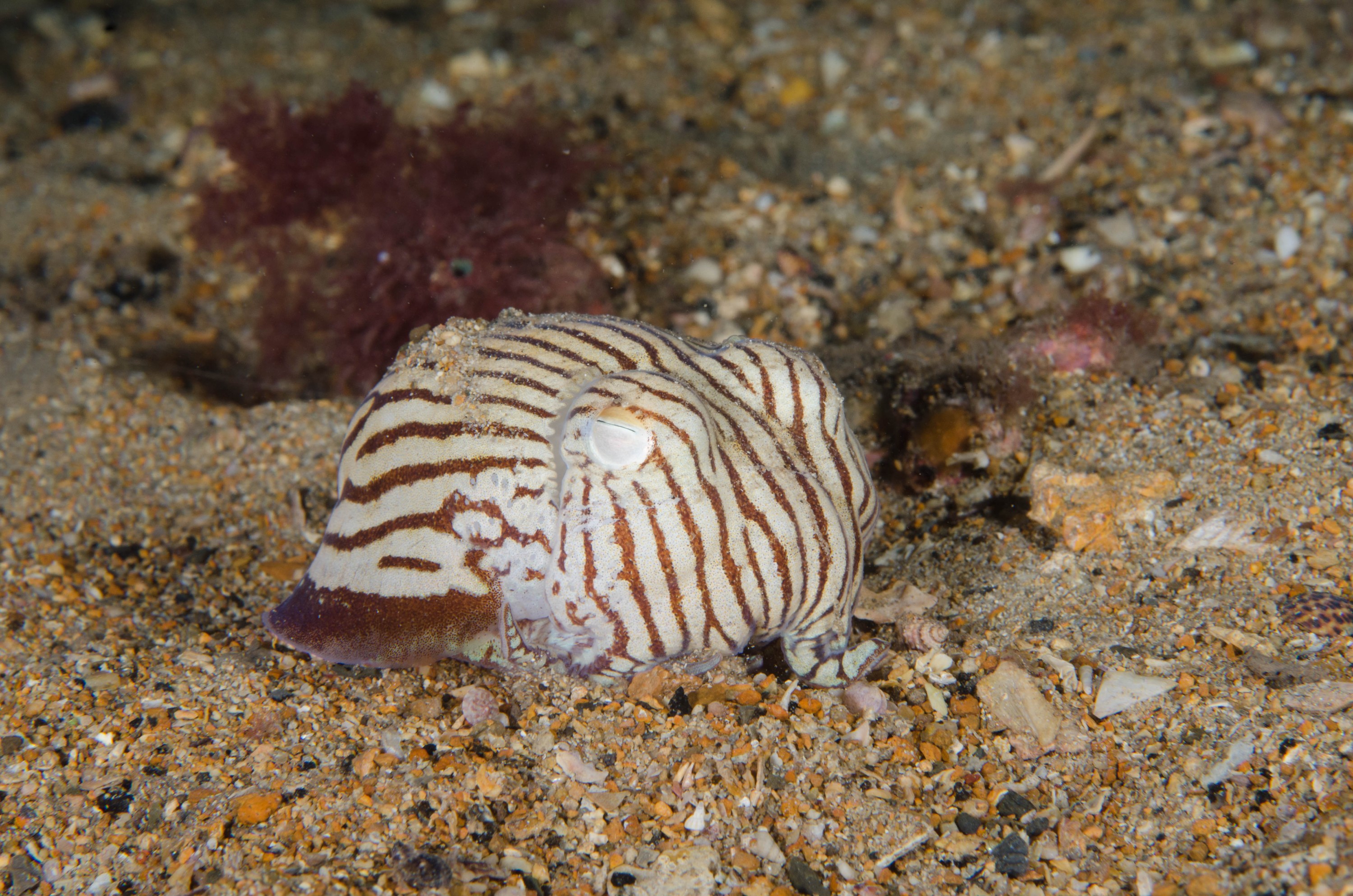 DSC_6440 – 2017, Adelaide, Edithburgh, Sepioloidea lineolata, South Australia, cuttlefish, july, macro, pyjama, seacology, squid, striped, temperate, wharf, winter