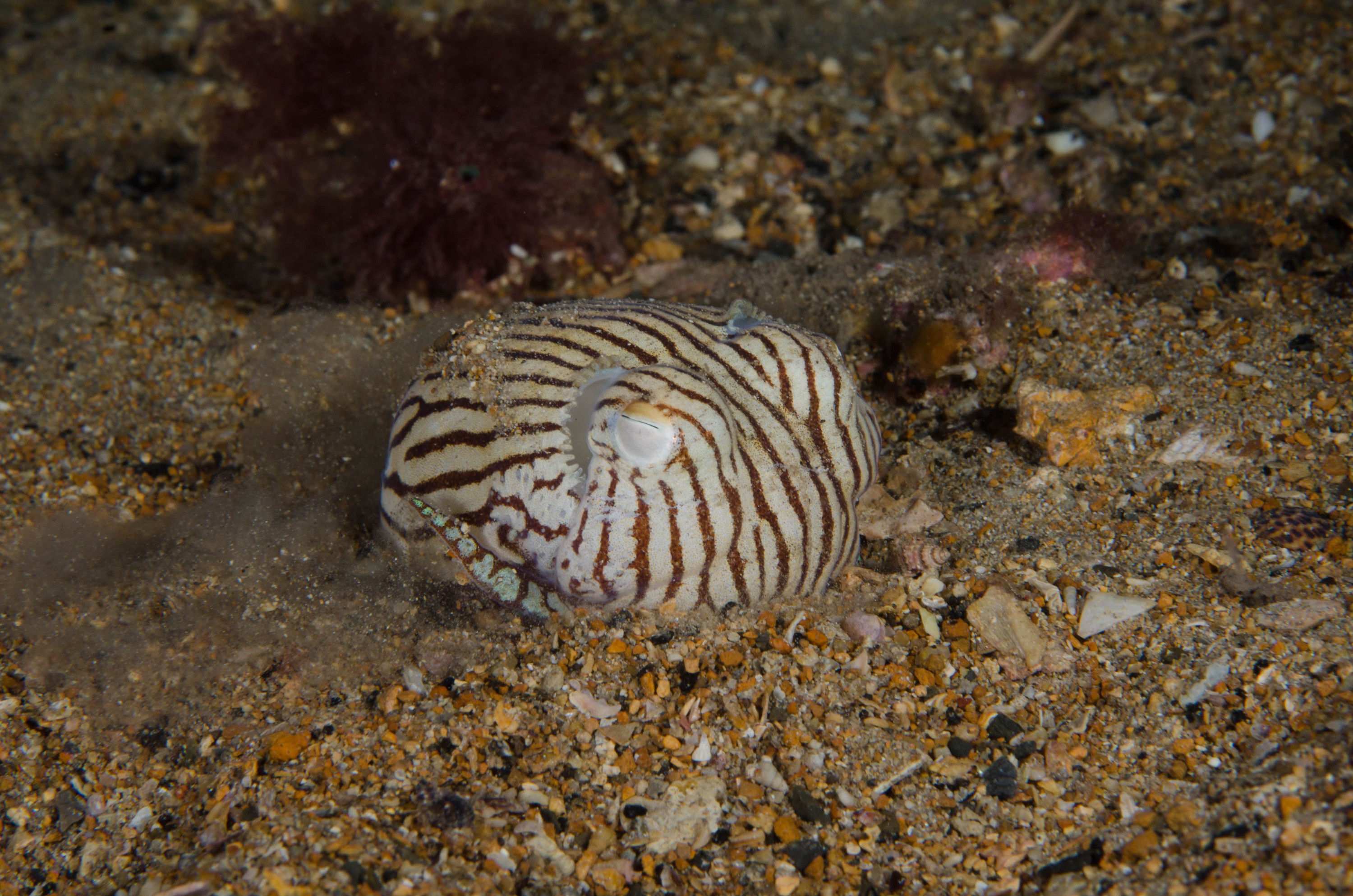 DSC_6441 – 2017, Adelaide, Edithburgh, Sepioloidea lineolata, South Australia, cuttlefish, july, macro, pyjama, seacology, squid, striped, temperate, wharf, winter