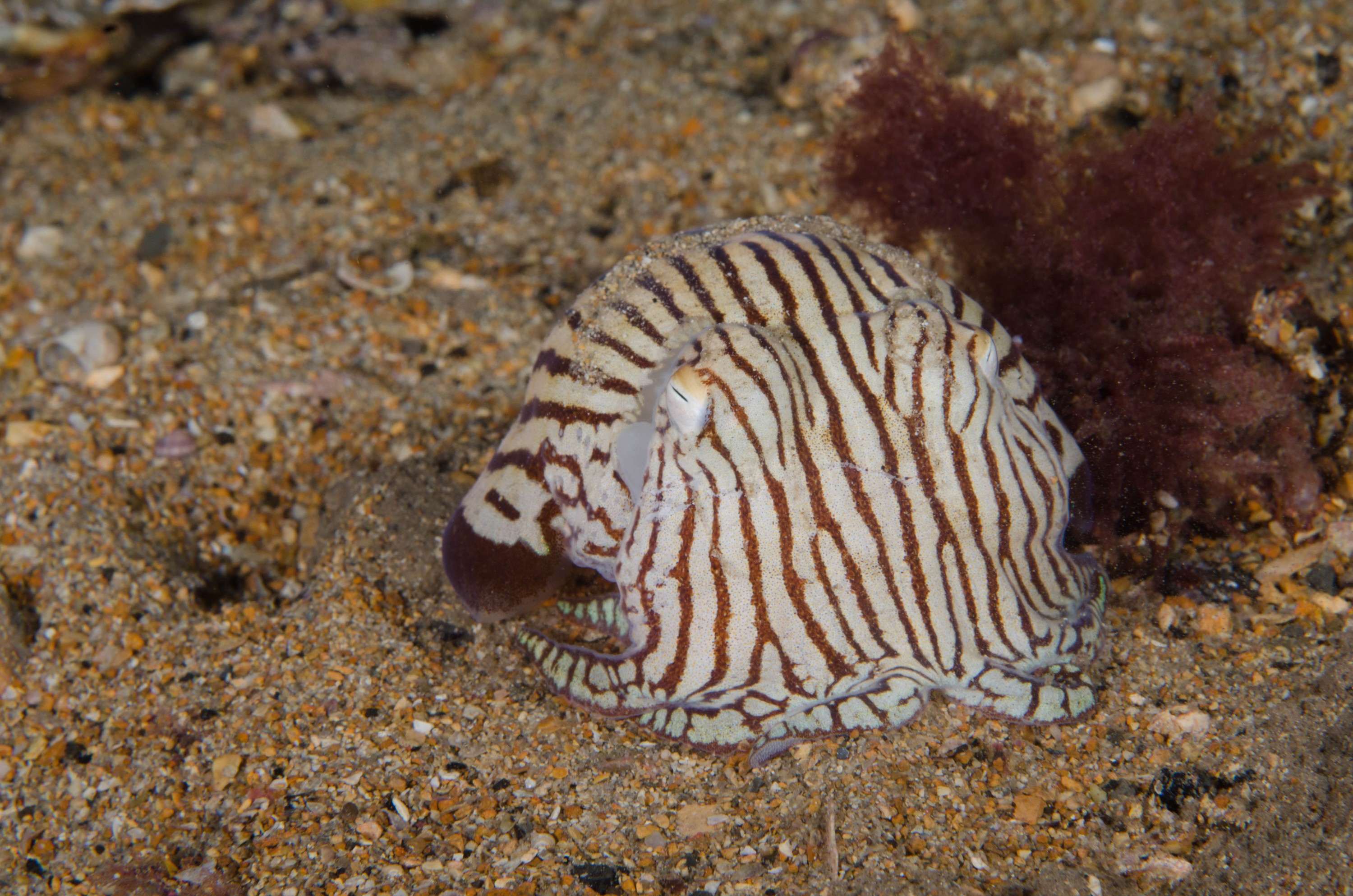 DSC_6444 – 2017, Adelaide, Edithburgh, Sepioloidea lineolata, South Australia, cuttlefish, july, macro, pyjama, seacology, squid, striped, temperate, wharf, winter