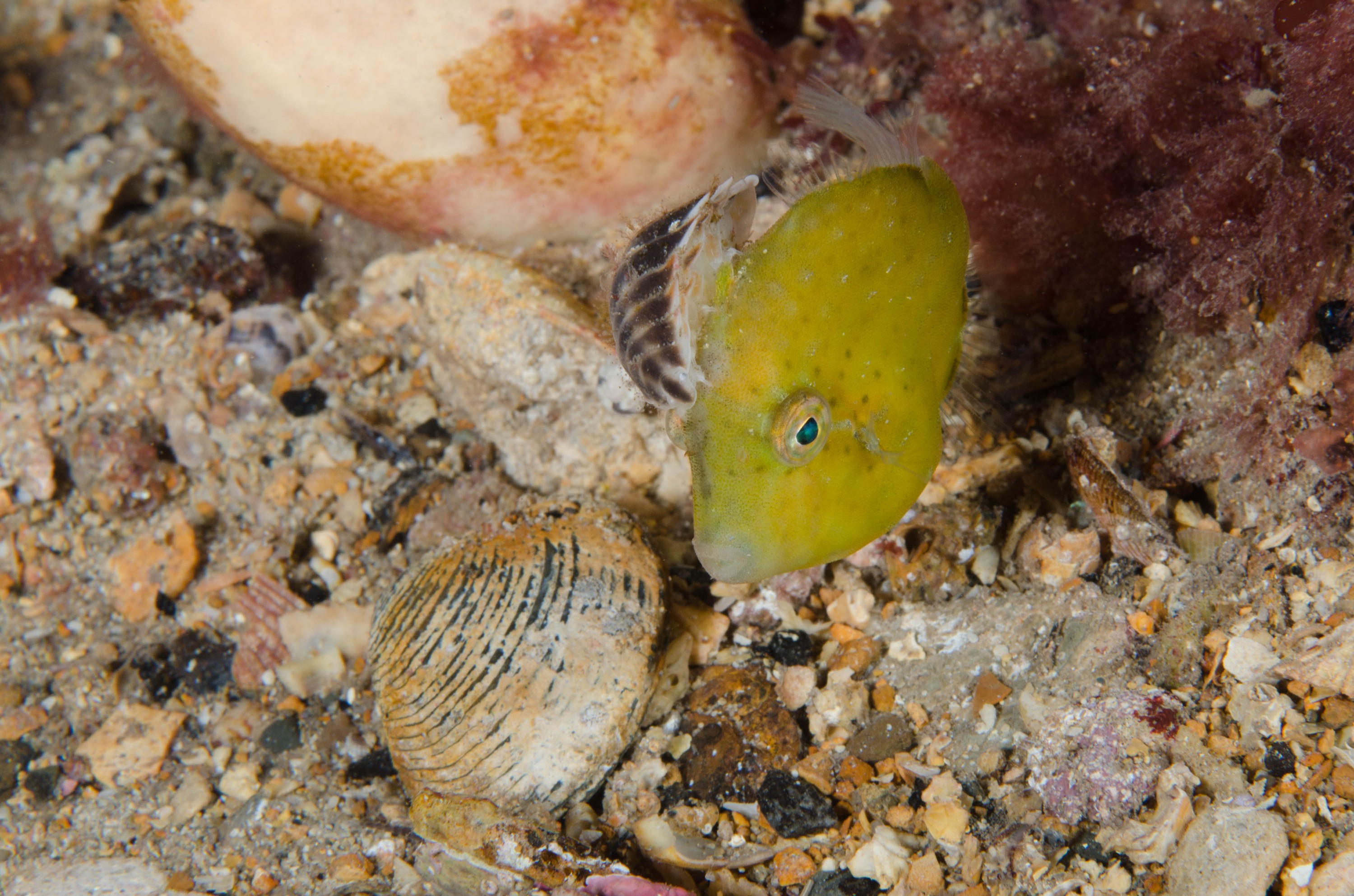 DSC_6445 – 2017, Adelaide, Brachaluteres jacksonianus, Edithburgh, South Australia, cute, fish, isopod, july, leatherjacket, macro, parasite, pygmy, seacology, temperate, tiny, wharf, winter