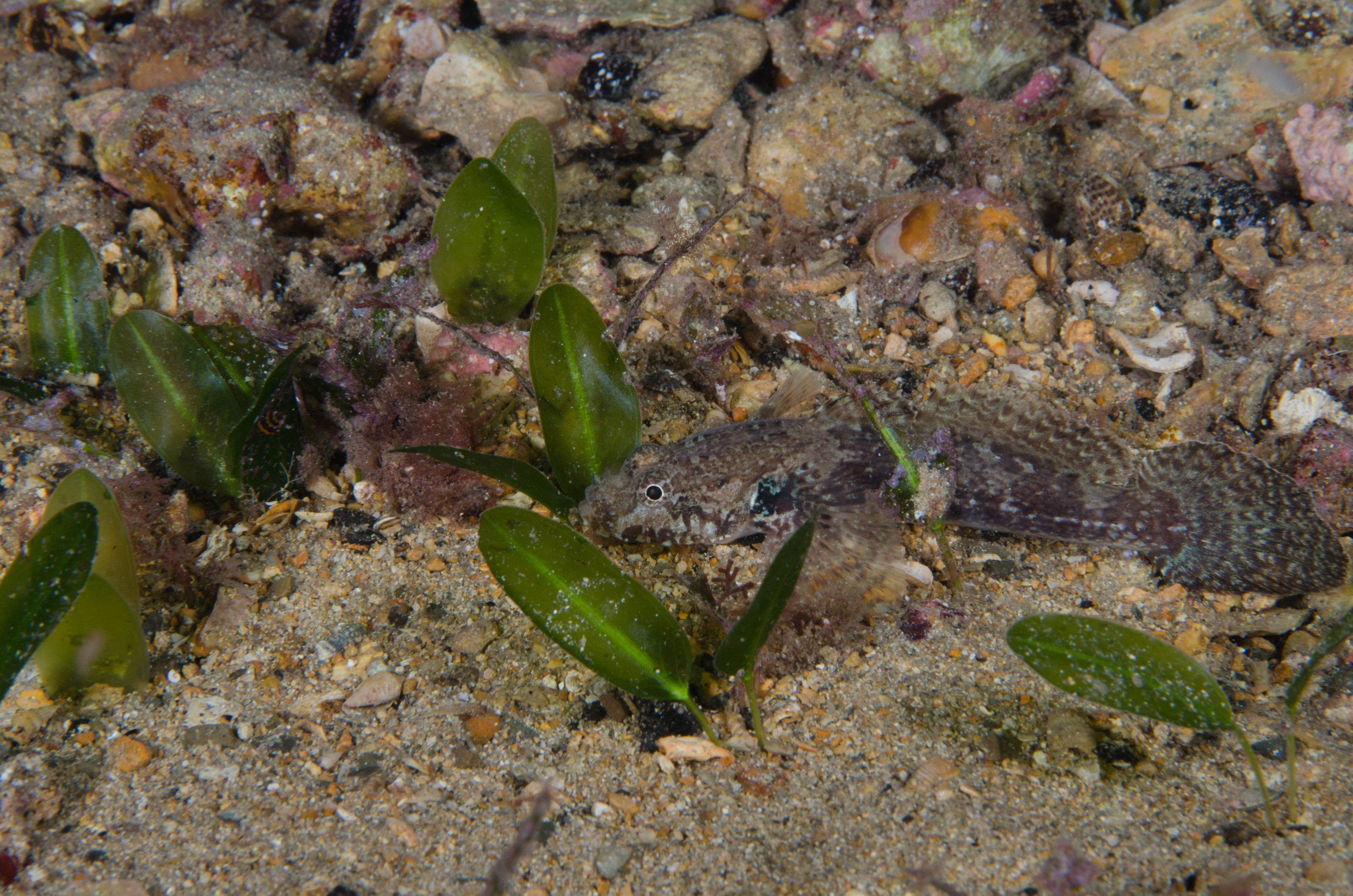 DSC_6448 – 2017, Adelaide, Callogobius mucosus, Edithburgh, Sculptured Goby, South Australia, goby, july, macro, seacology, temperate, wharf, winter