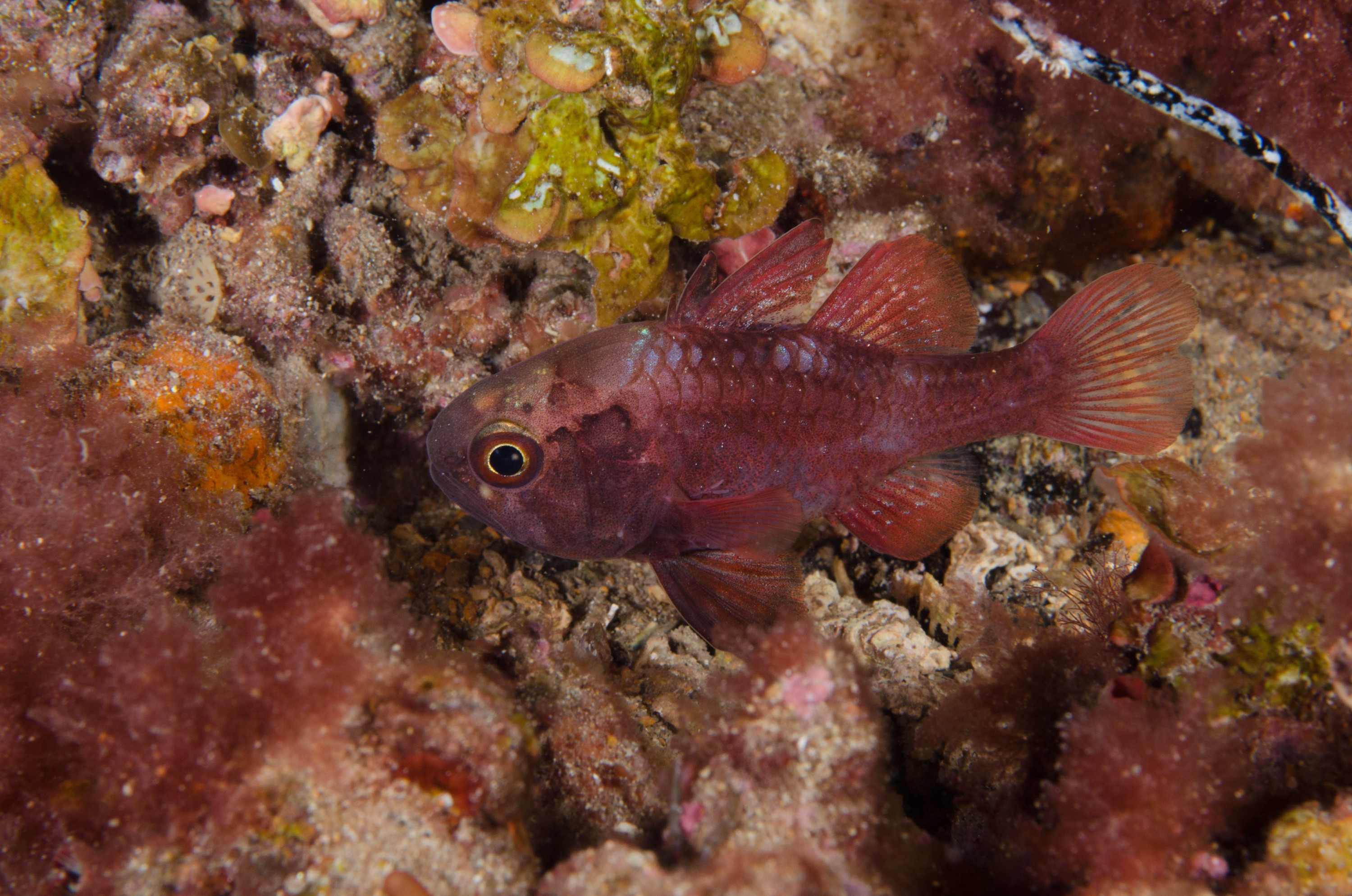 DSC_6450 – 2017, Adelaide, Edithburgh, Scarlet Cardinalfish, South Australia, Vincentia badia, cute, fish, july, macro, night dive, seacology, temperate, wharf, winter