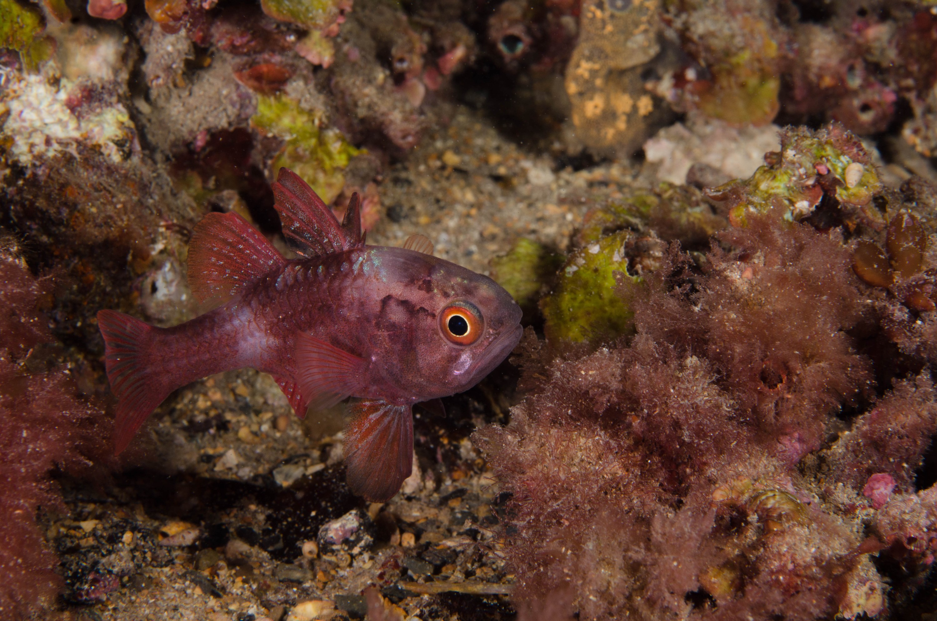 DSC_6455 – 2017, Adelaide, Edithburgh, Scarlet Cardinalfish, South Australia, Vincentia badia, cute, fish, july, macro, night dive, seacology, temperate, wharf, winter