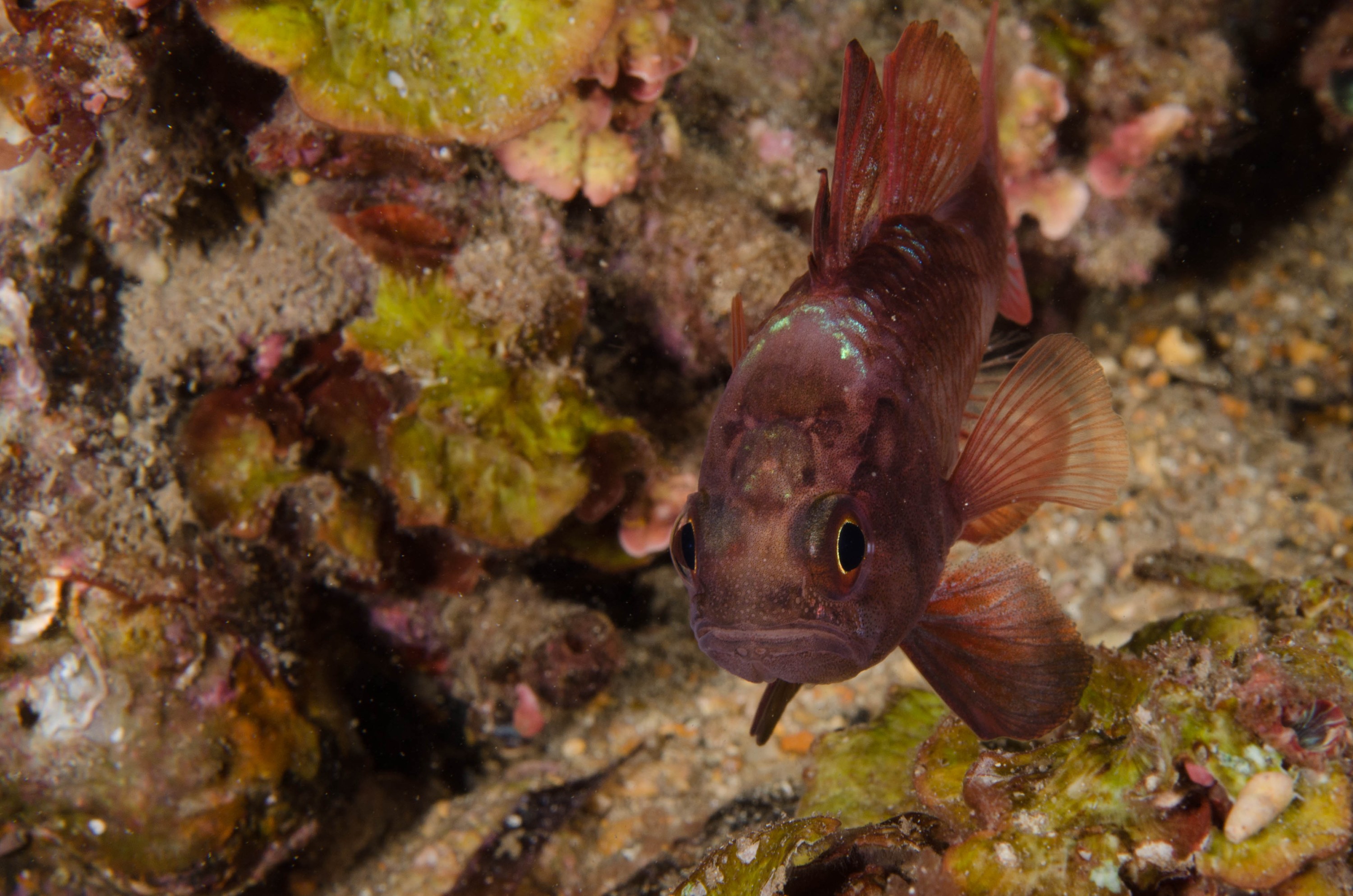 DSC_6458 – 2017, Adelaide, Edithburgh, Scarlet Cardinalfish, South Australia, Vincentia badia, cute, fish, july, macro, night dive, seacology, temperate, wharf, winter