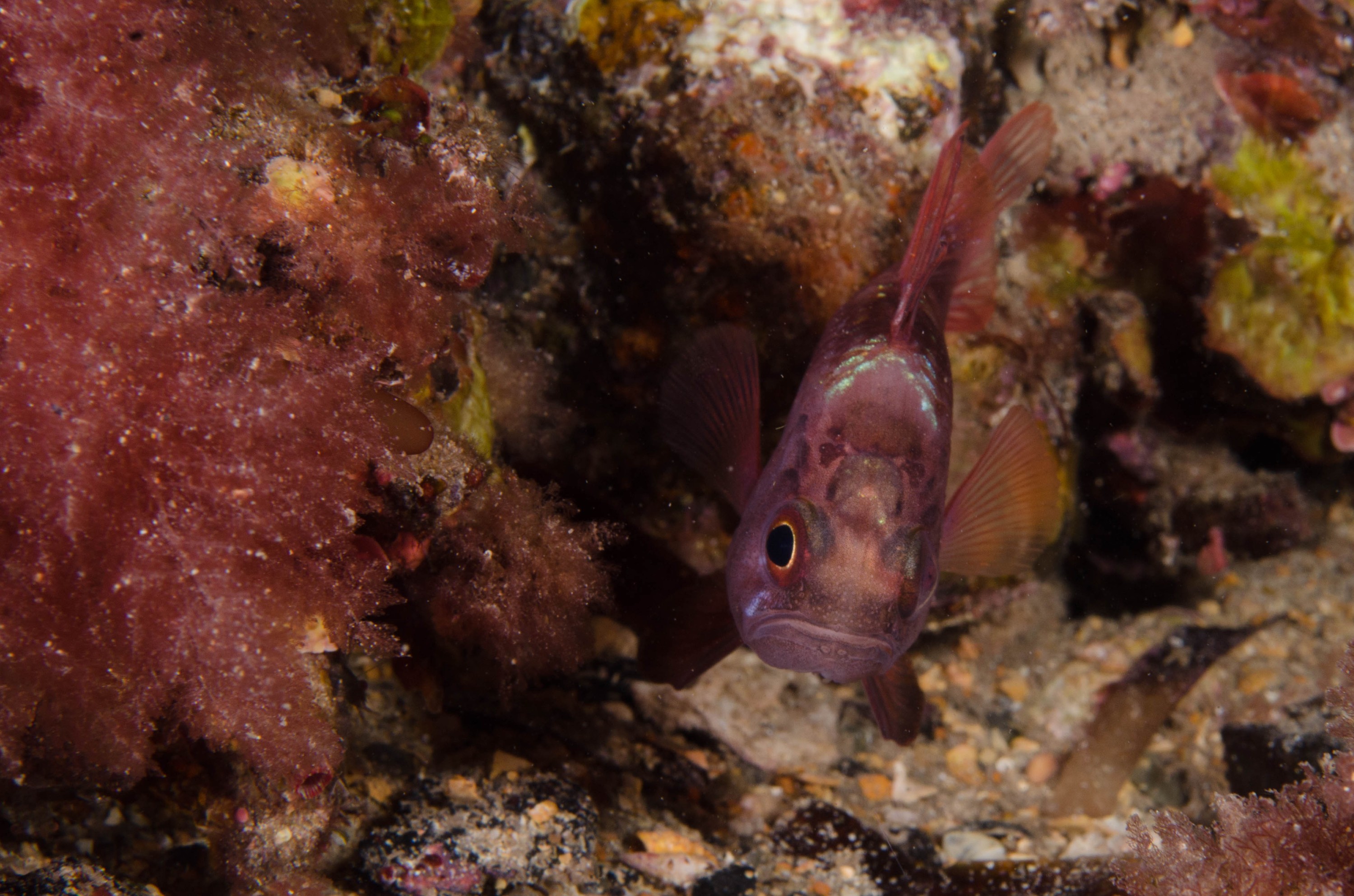 DSC_6460 – 2017, Adelaide, Edithburgh, Scarlet Cardinalfish, South Australia, Vincentia badia, cute, fish, july, macro, night dive, seacology, temperate, wharf, winter