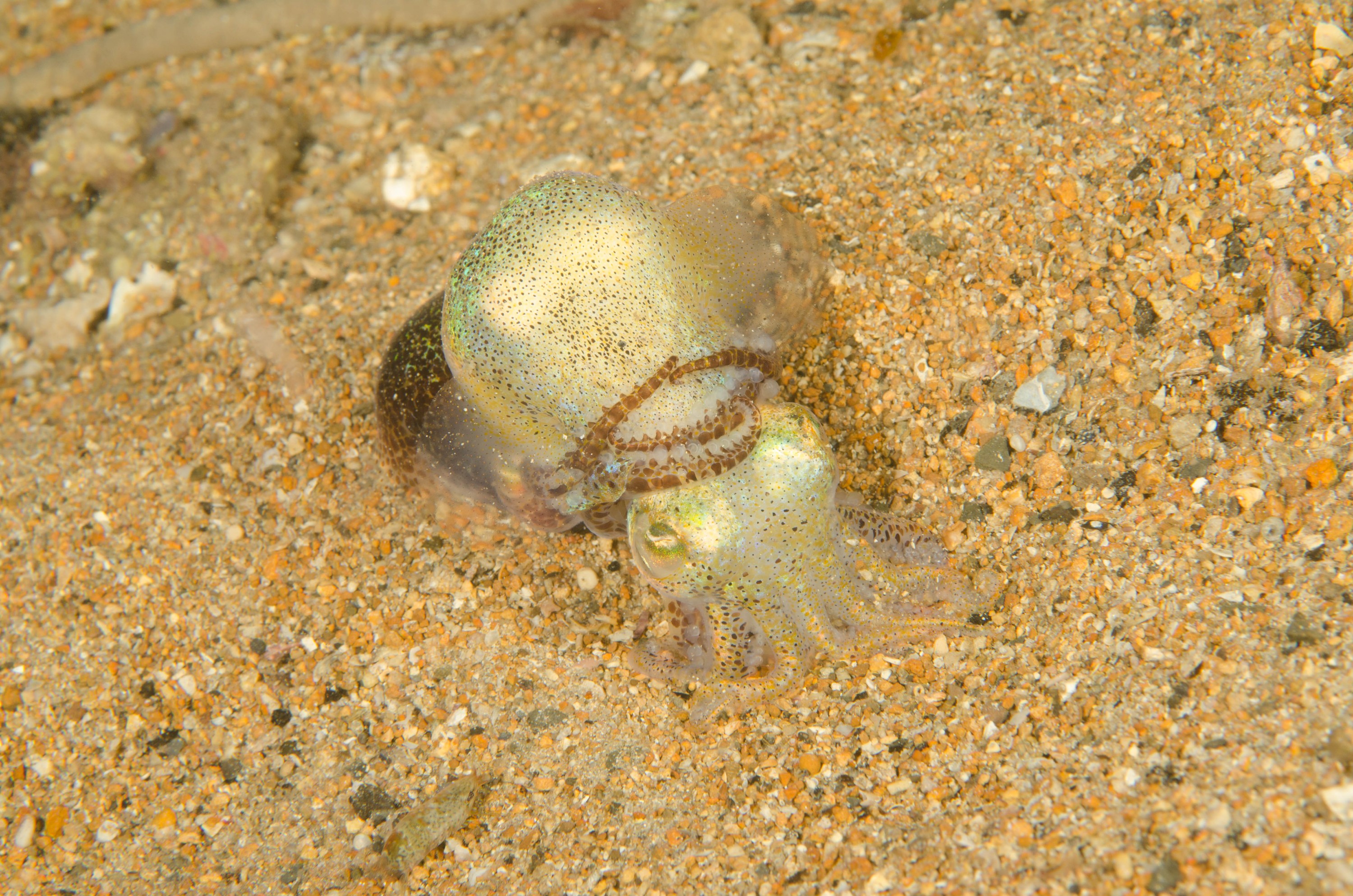 DSC_6466 – 2017, Adelaide, Edithburgh, Euprymna berryi, South Australia, bob tail, cephalopod, cute, july, macro, seacology, squid, temperate, wharf, winter