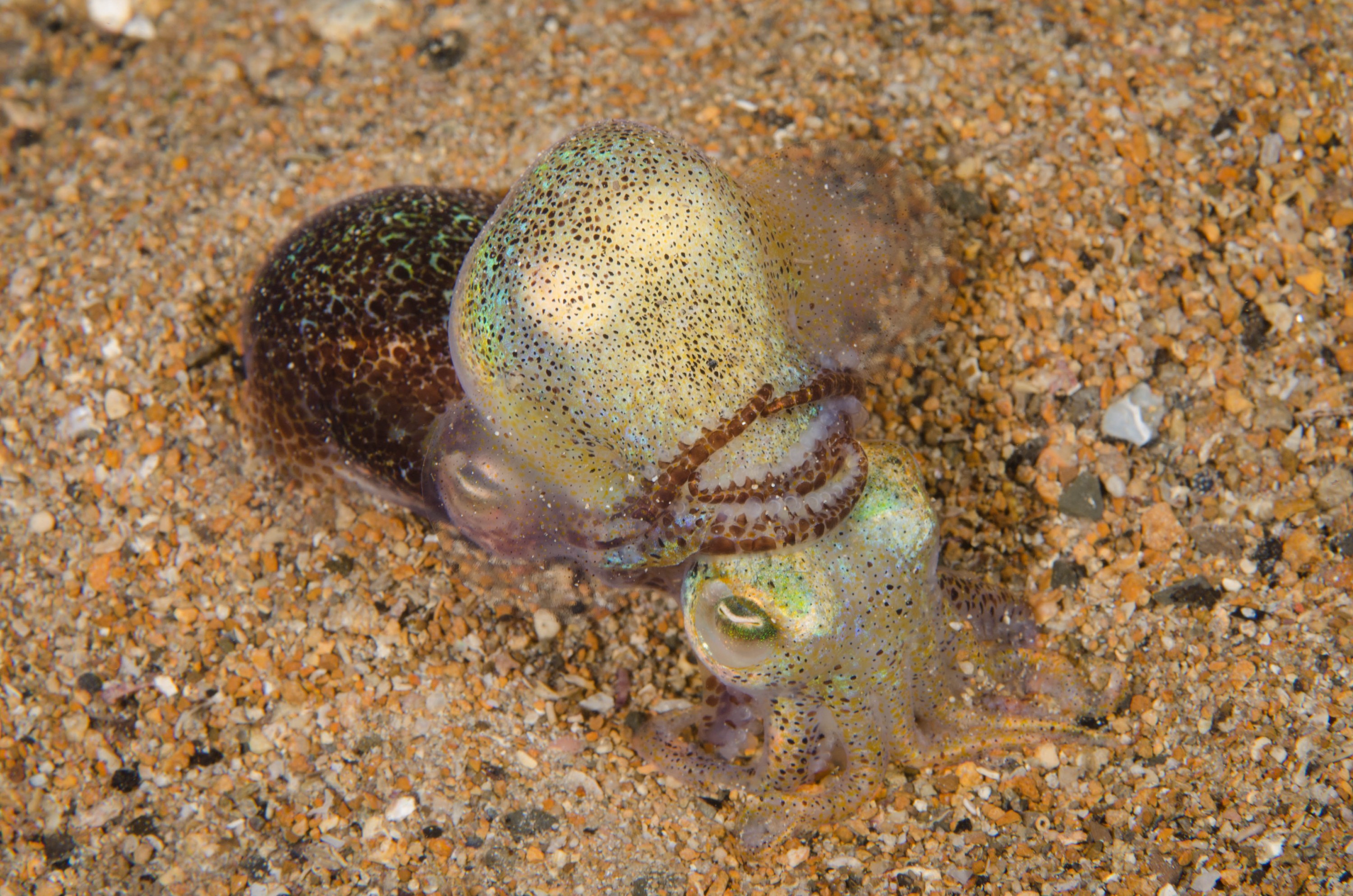 DSC_6467 – 2017, Adelaide, Edithburgh, Euprymna berryi, South Australia, bob tail, cephalopod, cute, july, macro, seacology, squid, temperate, wharf, winter