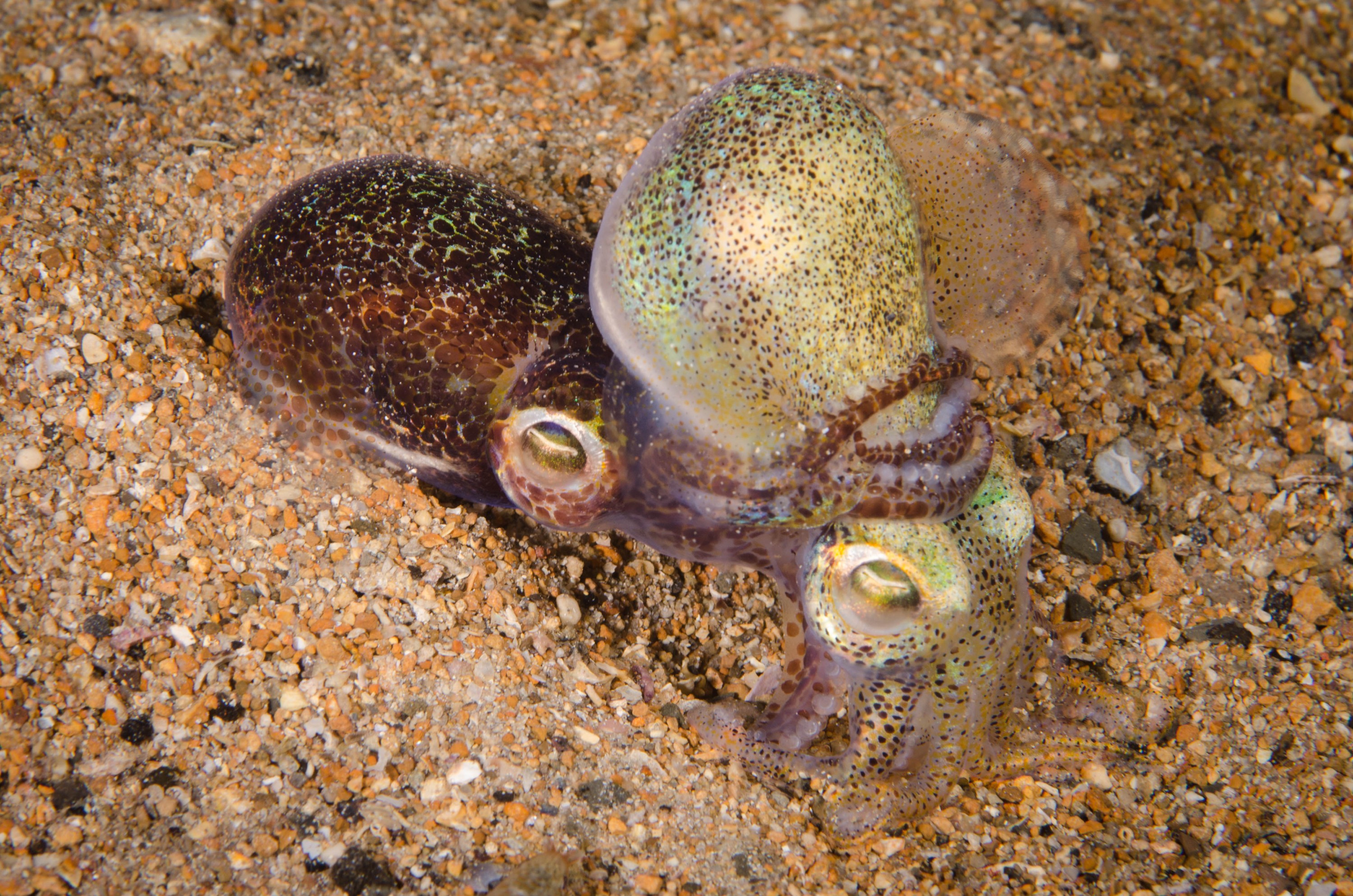 DSC_6468 – 2017, Adelaide, Edithburgh, Euprymna berryi, South Australia, bob tail, cephalopod, cute, july, macro, seacology, squid, temperate, wharf, winter