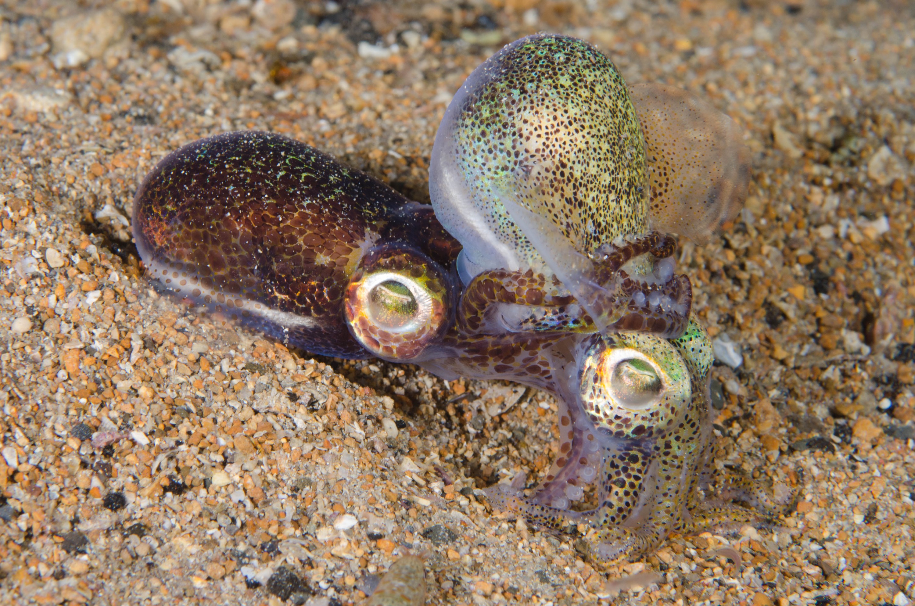 DSC_6472 – 2017, Adelaide, Edithburgh, Euprymna berryi, South Australia, bob tail, cephalopod, cute, july, macro, seacology, squid, temperate, wharf, winter