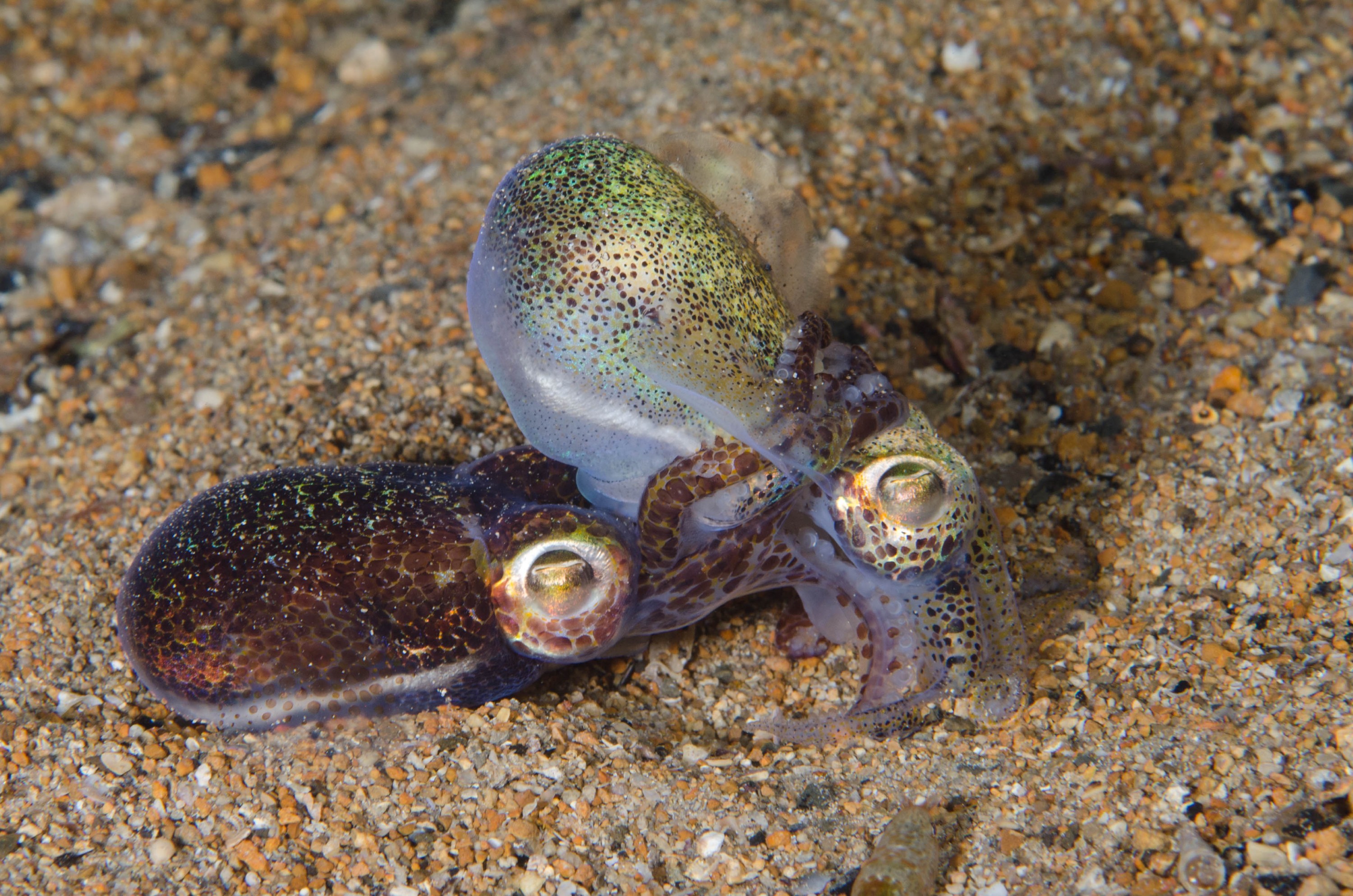 DSC_6474 – 2017, Adelaide, Edithburgh, Euprymna berryi, South Australia, bob tail, cephalopod, cute, july, macro, seacology, squid, temperate, wharf, winter