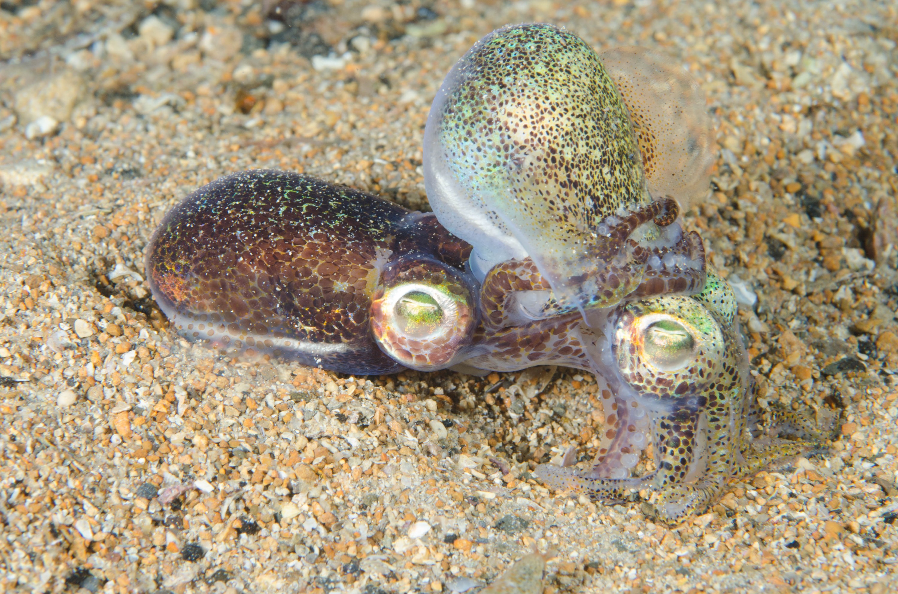 DSC_6476 – 2017, Adelaide, Edithburgh, Euprymna berryi, South Australia, bob tail, cephalopod, cute, july, macro, seacology, squid, temperate, wharf, winter