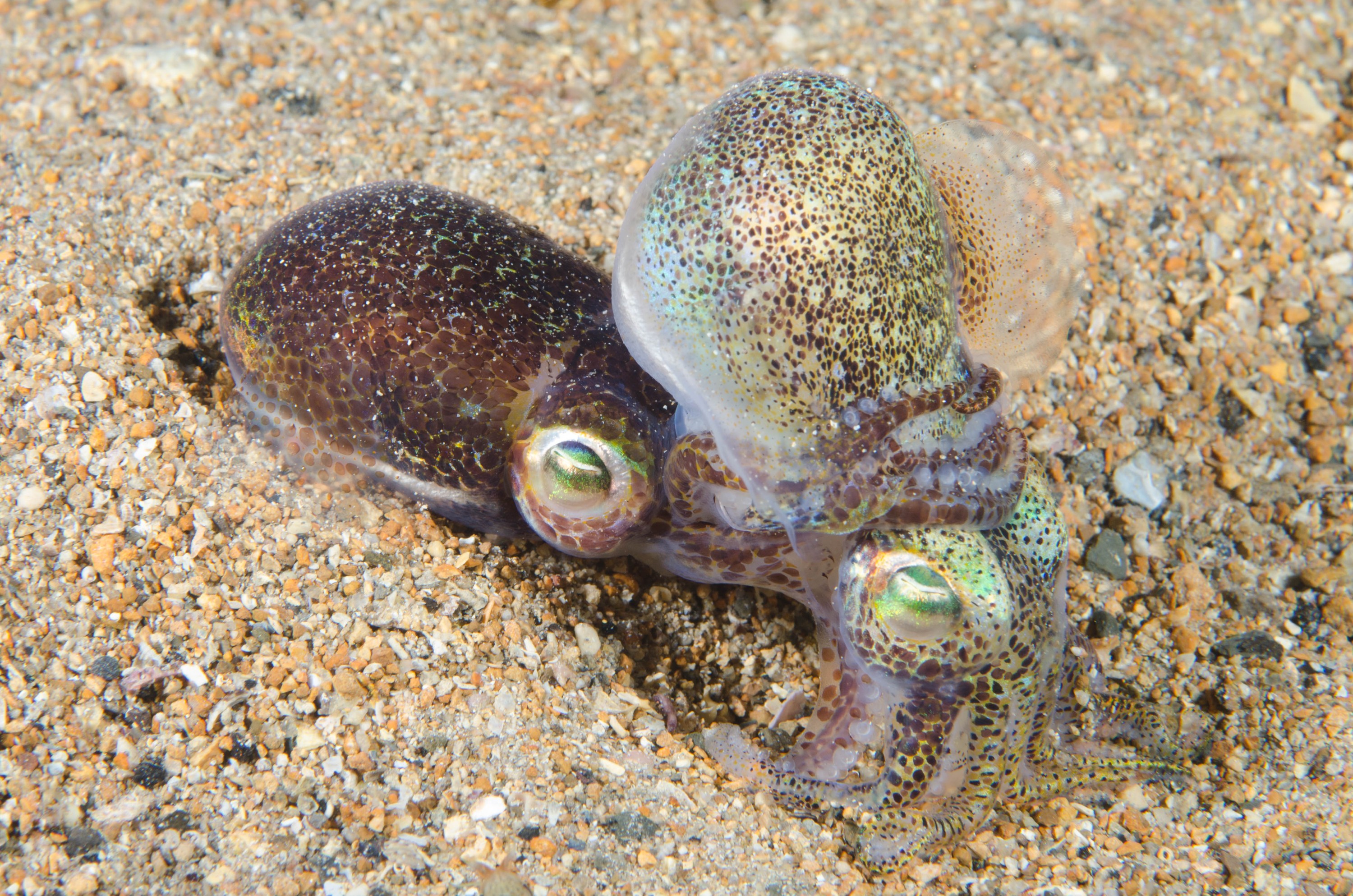 DSC_6478 – 2017, Adelaide, Edithburgh, Euprymna berryi, South Australia, bob tail, cephalopod, cute, july, macro, seacology, squid, temperate, wharf, winter