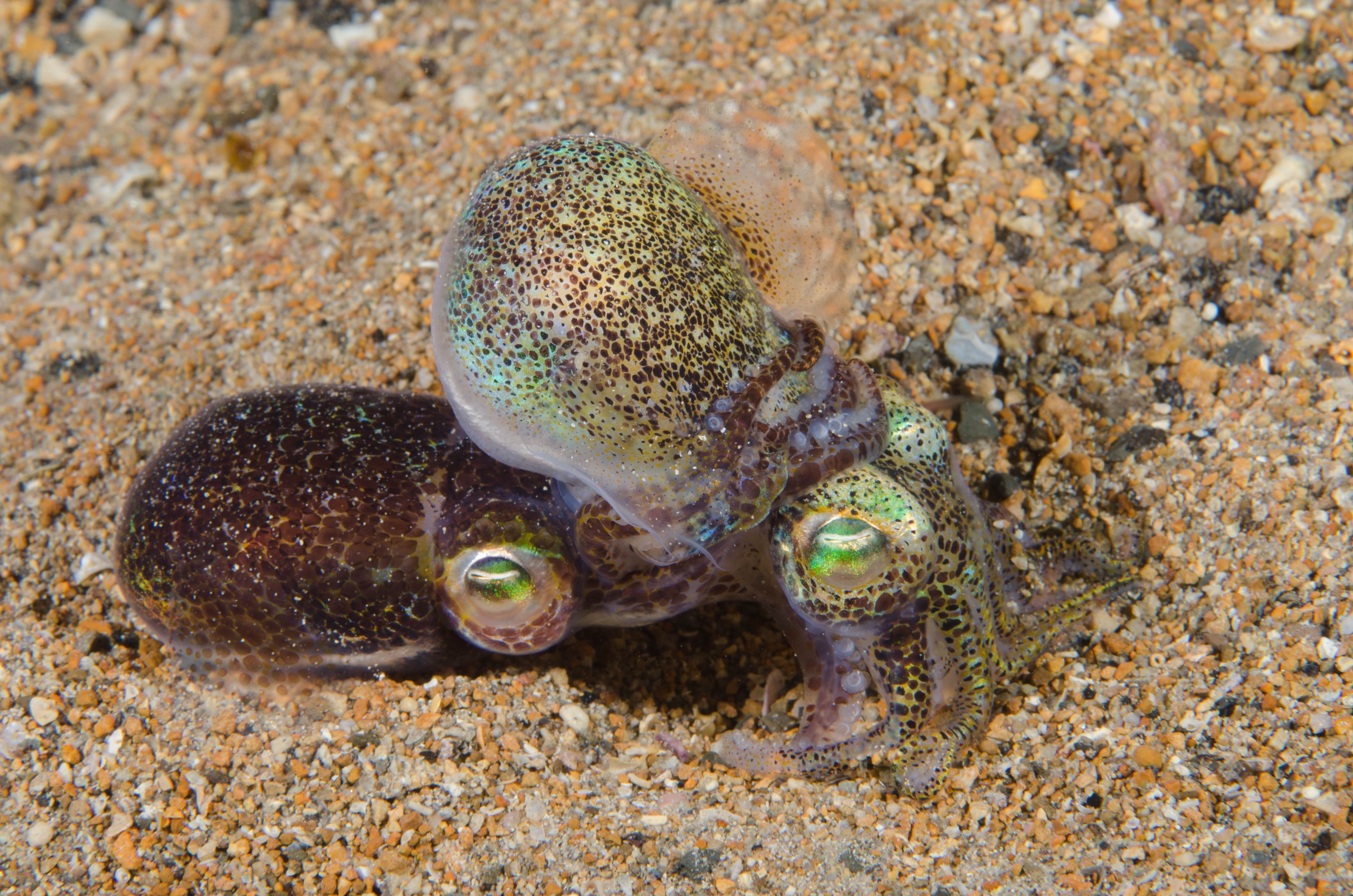 DSC_6482 – 2017, Adelaide, Edithburgh, Euprymna berryi, South Australia, bob tail, cephalopod, cute, july, macro, seacology, squid, temperate, wharf, winter