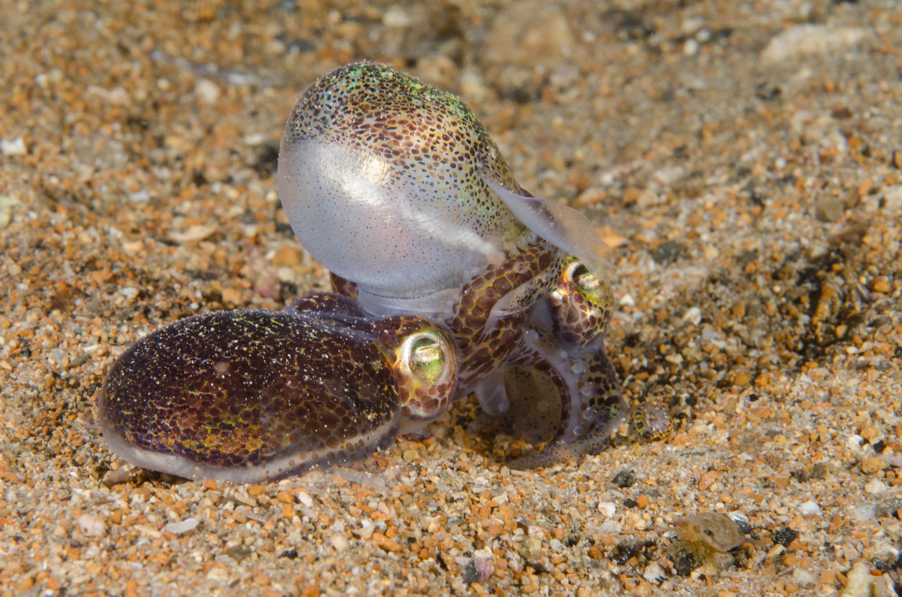 DSC_6483 – 2017, Adelaide, Edithburgh, Euprymna berryi, South Australia, bob tail, cephalopod, cute, july, macro, seacology, squid, temperate, wharf, winter