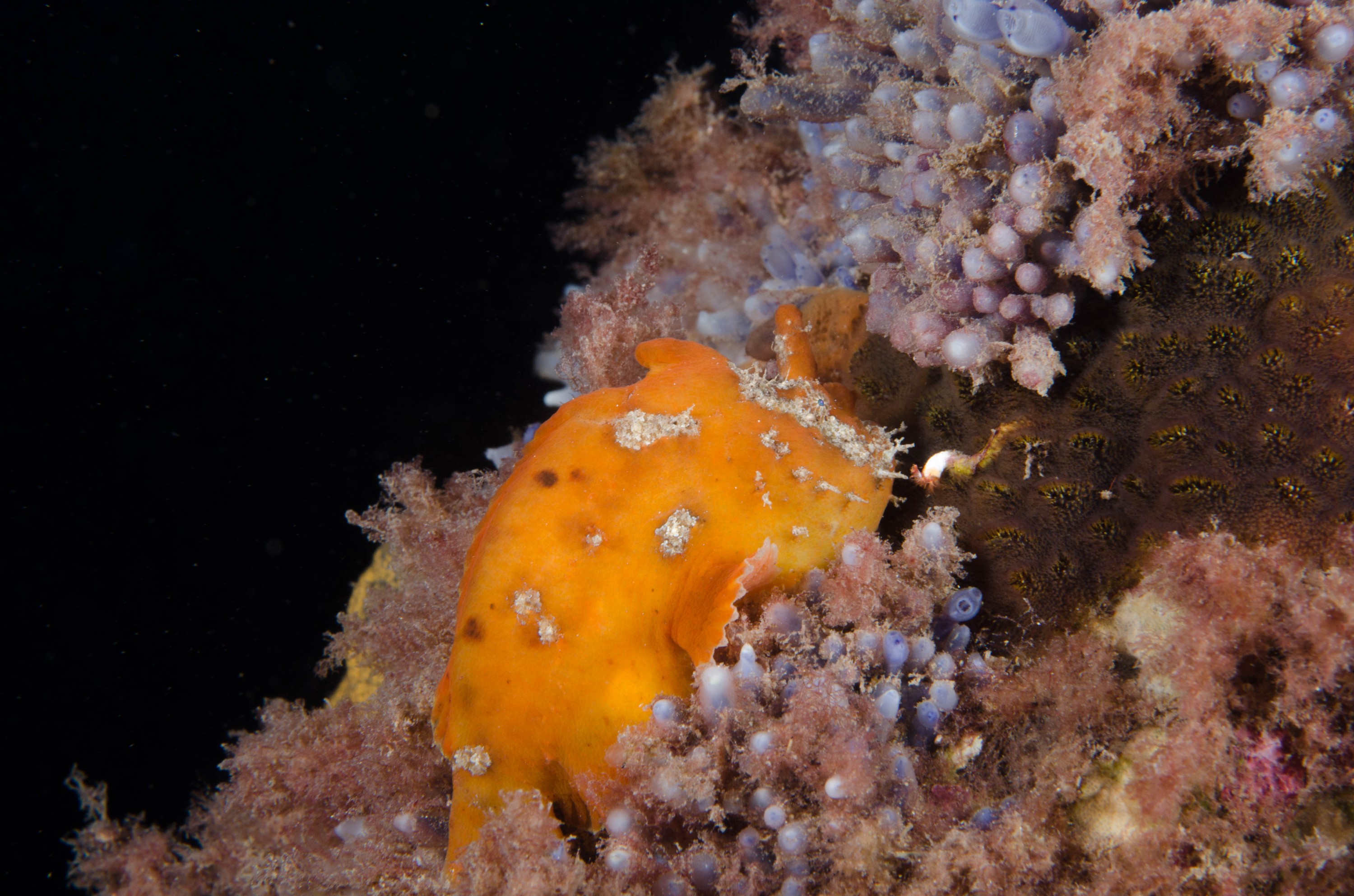 DSC_6492 – 2017, Adelaide, Antennarius pictus, Edithburgh, Painted Anglerfish, South Australia, frogfish, july, macro, seacology, temperate, wharf, winter