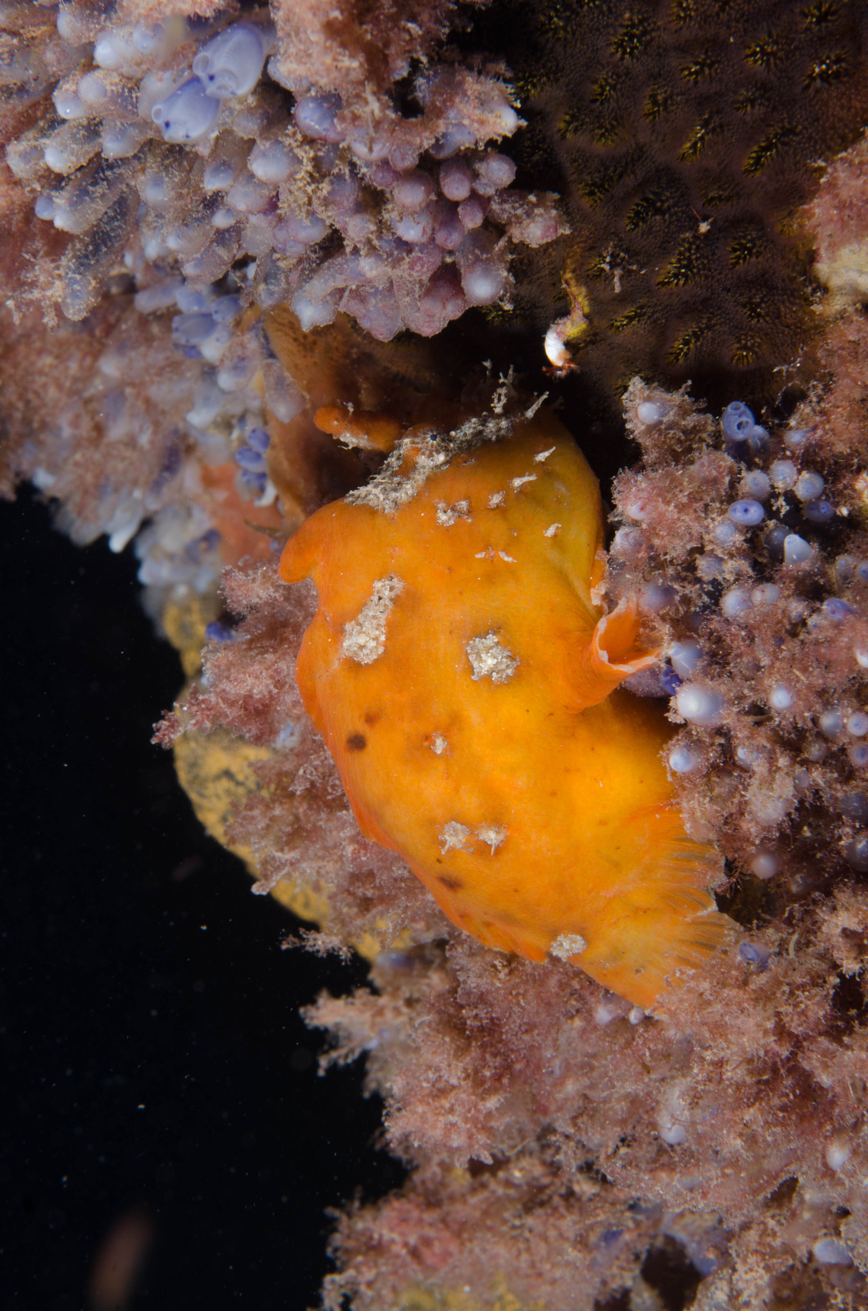 DSC_6493 – 2017, Adelaide, Antennarius pictus, Edithburgh, Painted Anglerfish, South Australia, frogfish, july, macro, seacology, temperate, wharf, winter