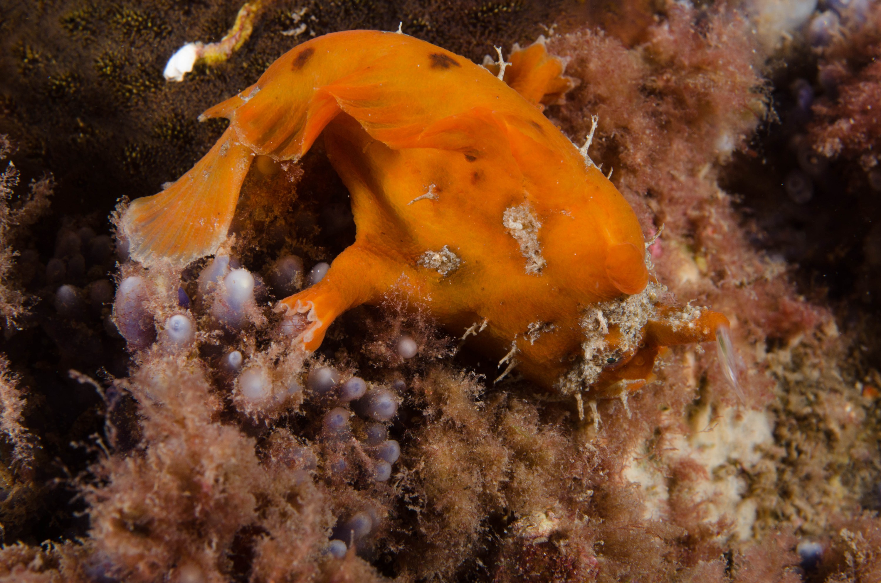 DSC_6502 – 2017, Adelaide, Antennarius pictus, Edithburgh, Painted Anglerfish, South Australia, frogfish, july, macro, seacology, temperate, wharf, winter