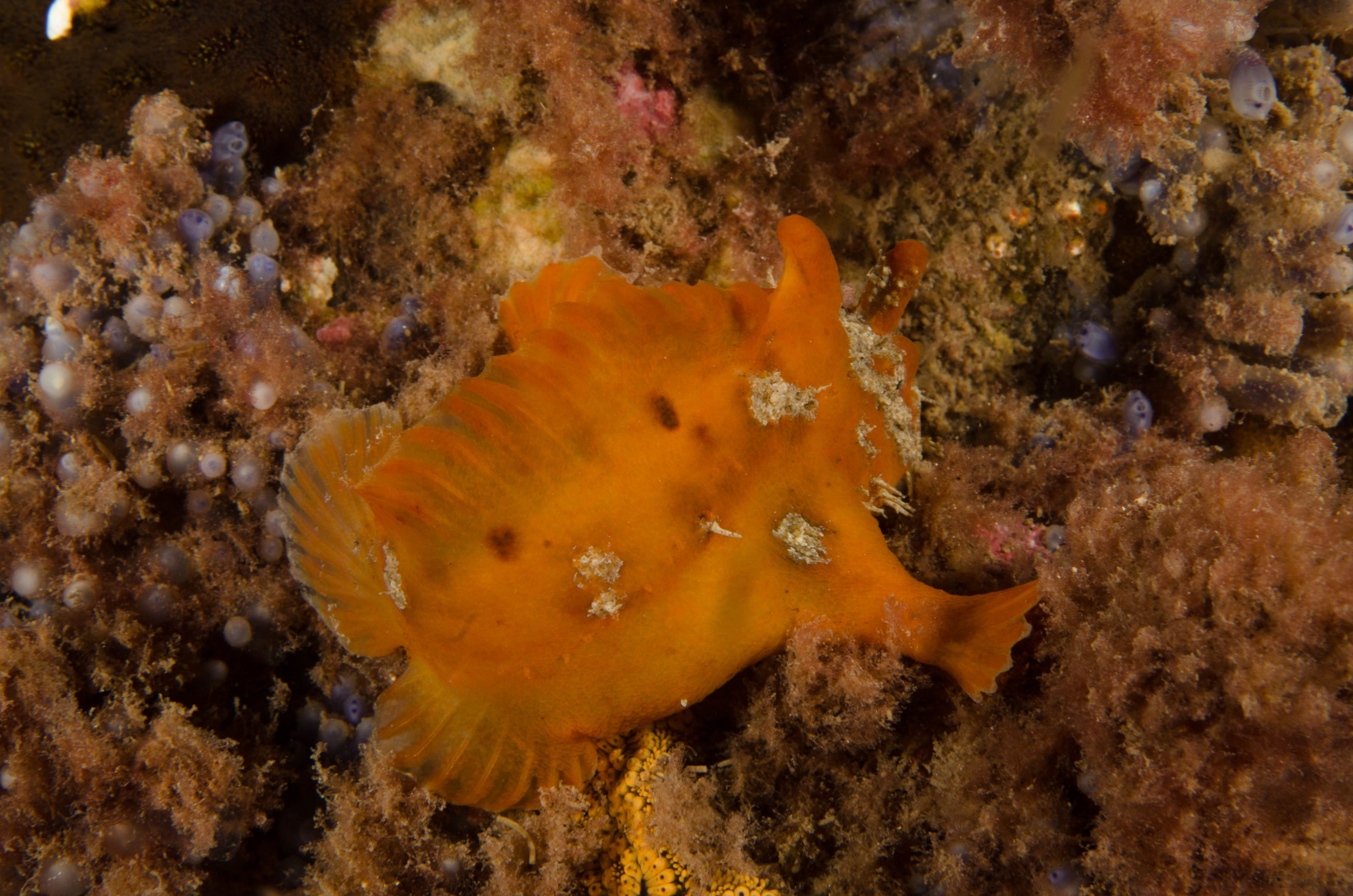 DSC_6505 – 2017, Adelaide, Antennarius pictus, Edithburgh, Painted Anglerfish, South Australia, frogfish, july, macro, seacology, temperate, wharf, winter