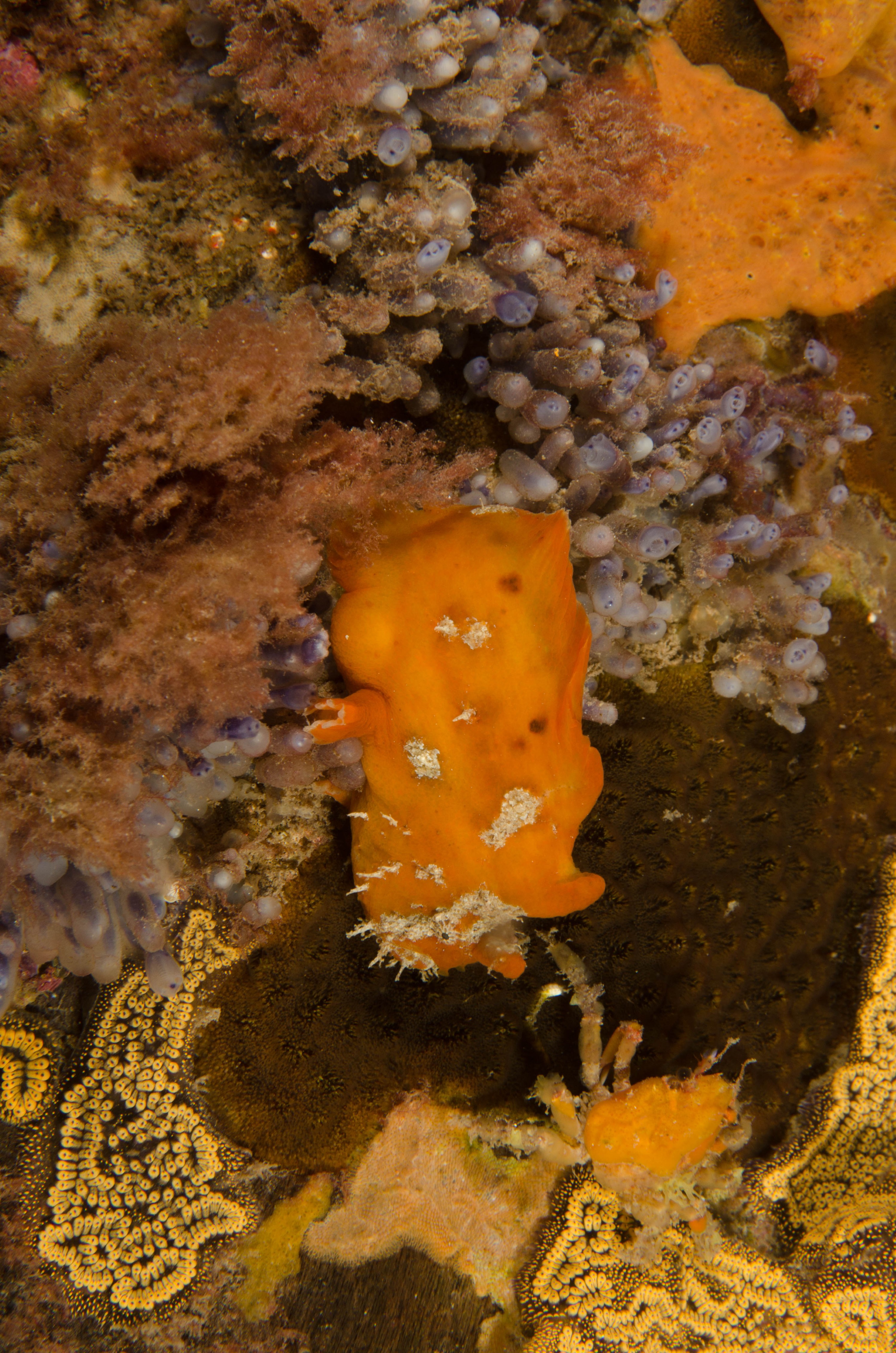 DSC_6512 – 2017, Adelaide, Antennarius pictus, Edithburgh, Painted Anglerfish, South Australia, frogfish, july, macro, seacology, temperate, wharf, winter