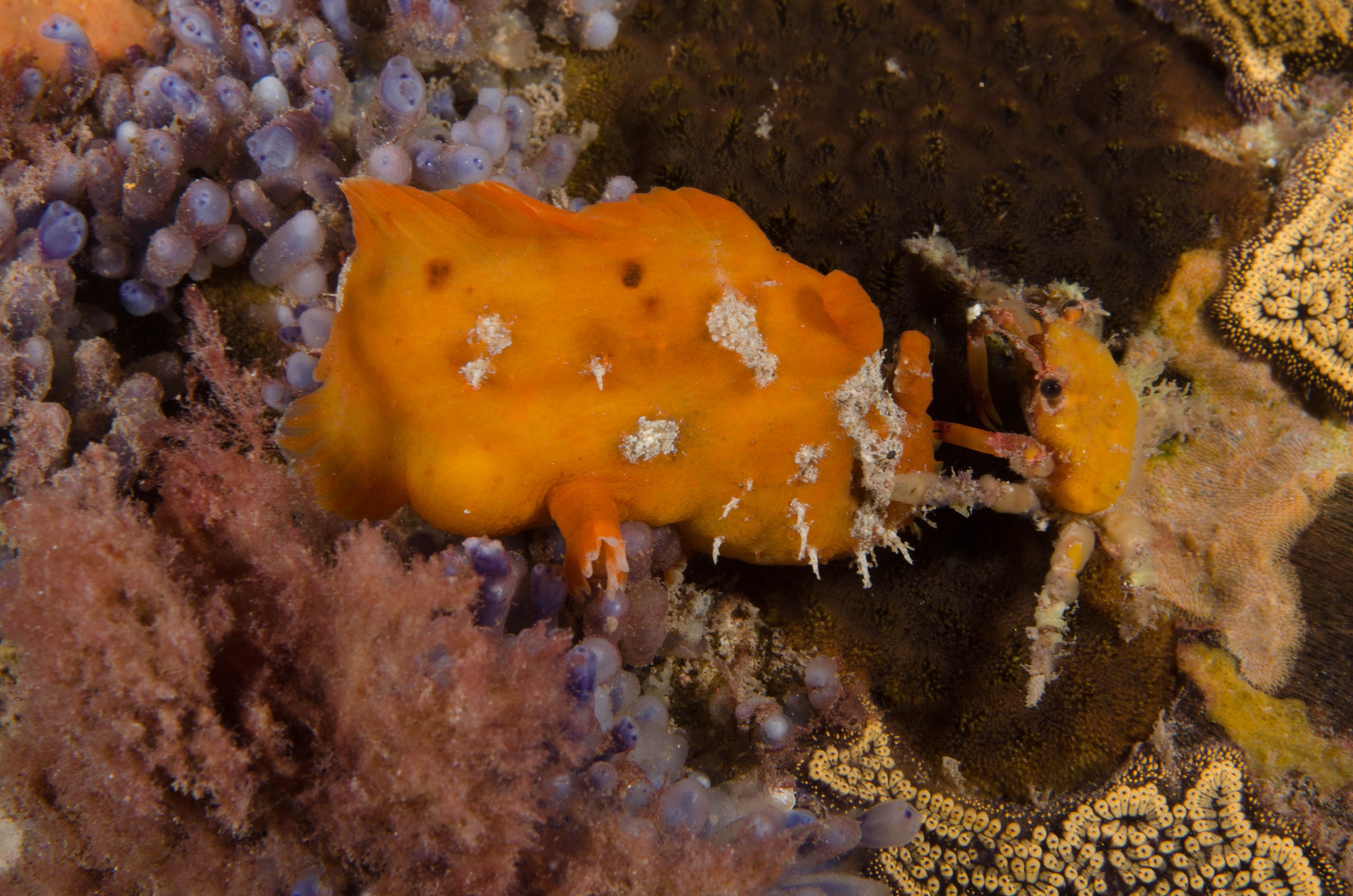 DSC_6514 – 2017, Adelaide, Antennarius pictus, Edithburgh, Painted Anglerfish, South Australia, frogfish, july, macro, seacology, temperate, wharf, winter