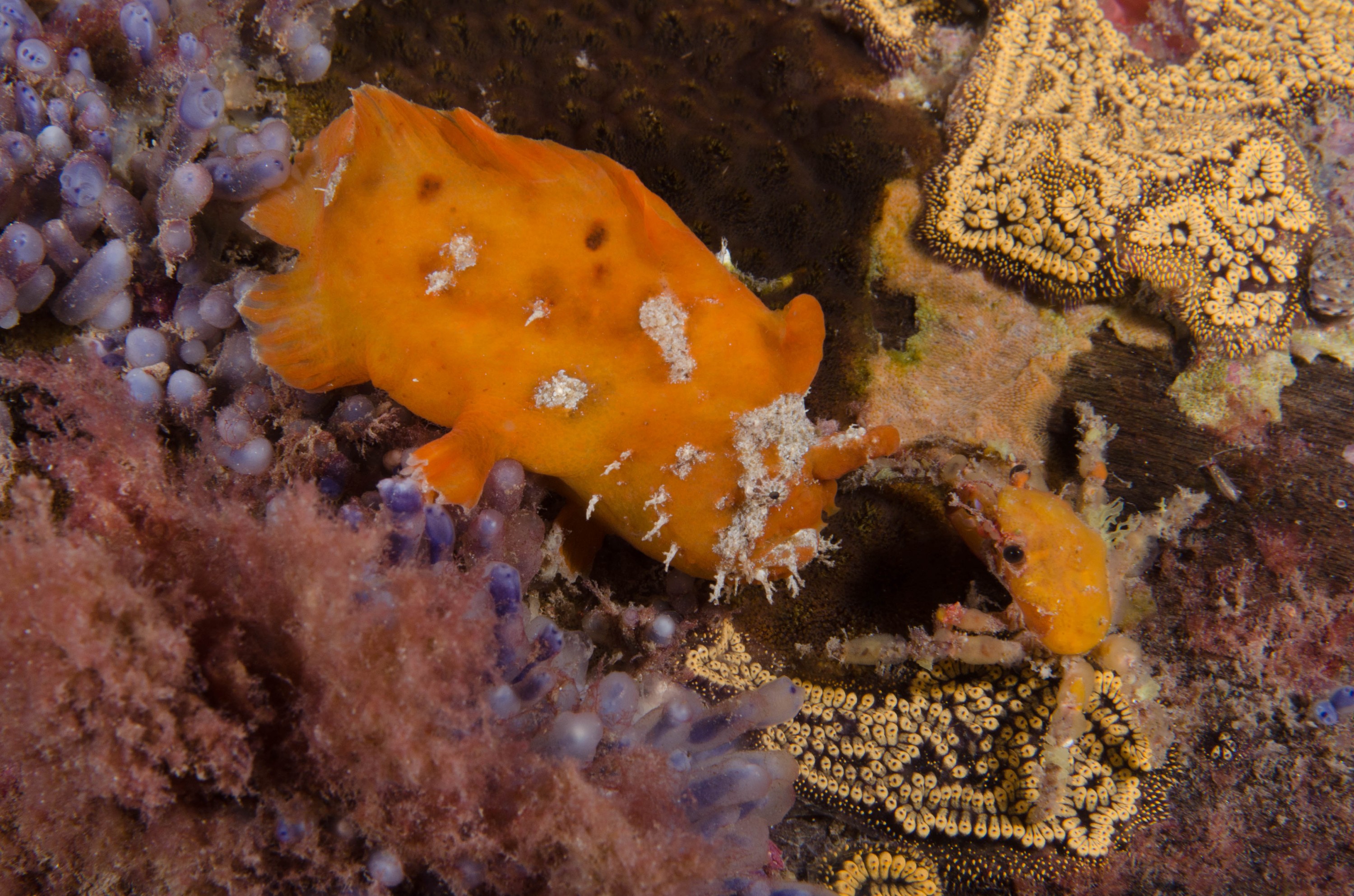 DSC_6517 – 2017, Adelaide, Antennarius pictus, Edithburgh, Painted Anglerfish, South Australia, frogfish, july, macro, seacology, temperate, wharf, winter