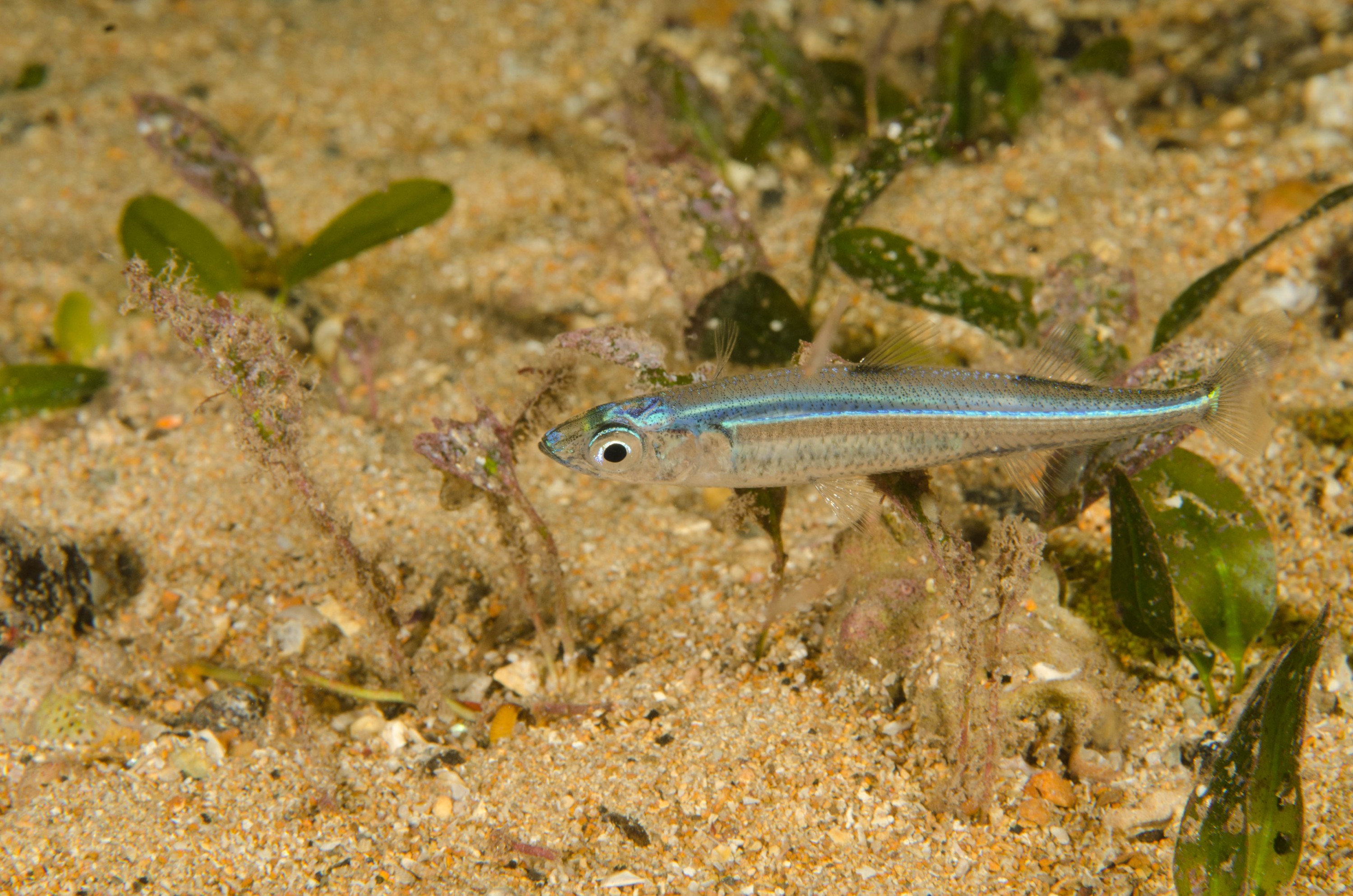 DSC_6525 – 2017, Adelaide, Edithburgh, South Australia, fish, july, macro, seacology, temperate, wharf, winter