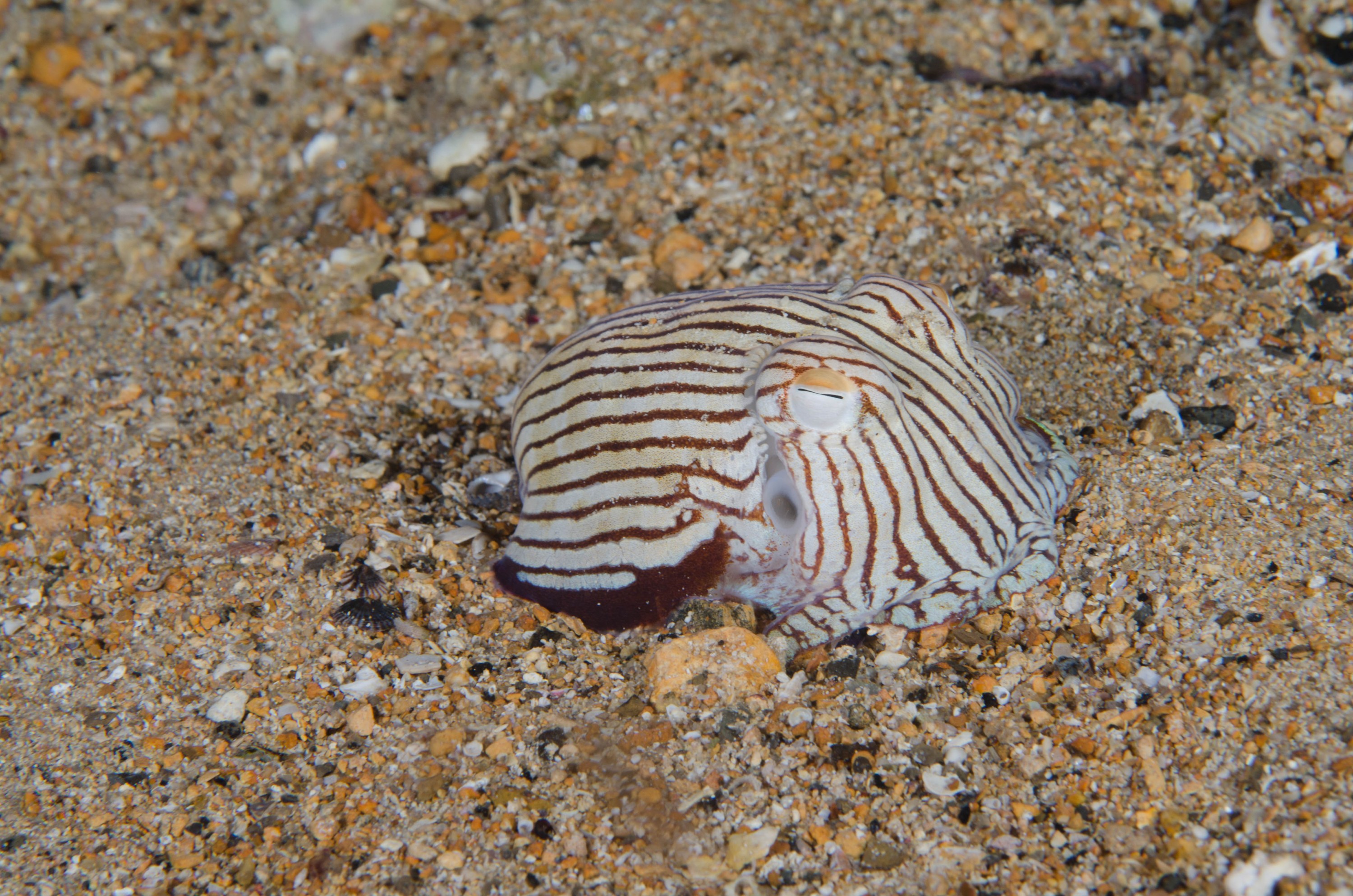 DSC_6530 – 2017, Adelaide, Edithburgh, Sepioloidea lineolata, South Australia, cuttlefish, july, macro, pyjama, seacology, squid, striped, temperate, wharf, winter