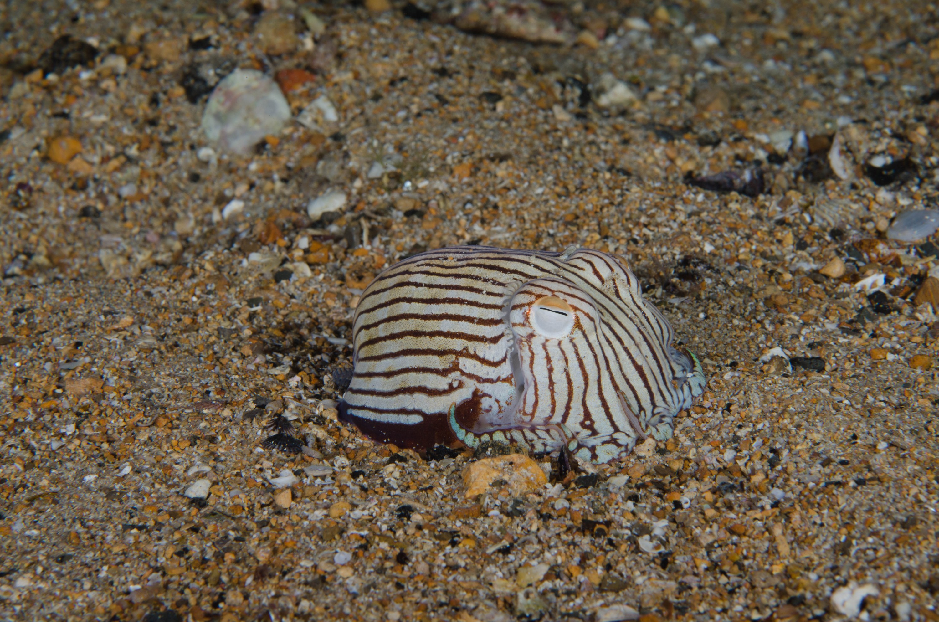DSC_6532 – 2017, Adelaide, Edithburgh, Sepioloidea lineolata, South Australia, cuttlefish, july, macro, pyjama, seacology, squid, striped, temperate, wharf, winter