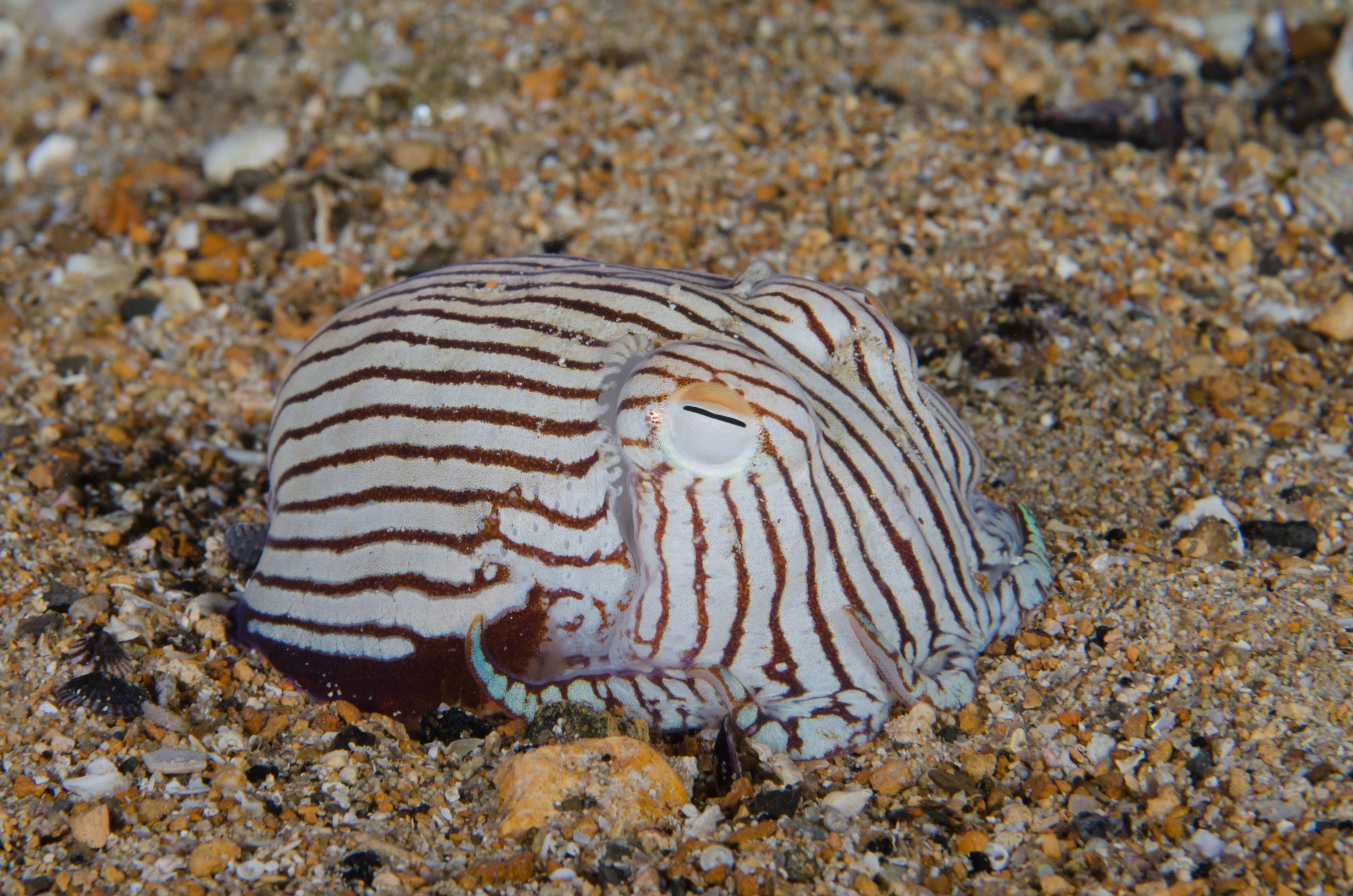 DSC_6533 – 2017, Adelaide, Edithburgh, Sepioloidea lineolata, South Australia, cuttlefish, july, macro, pyjama, seacology, squid, striped, temperate, wharf, winter