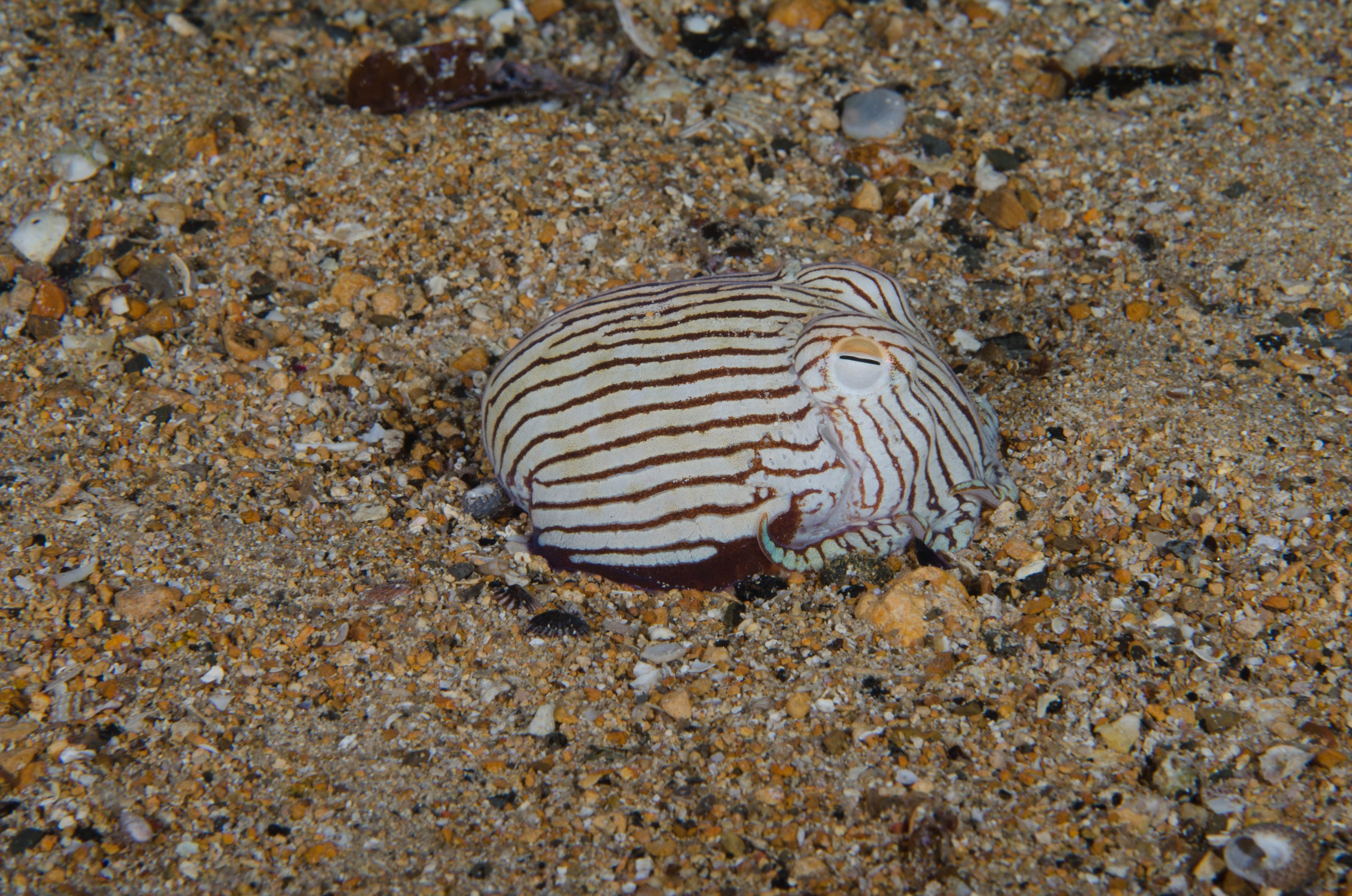 DSC_6534 – 2017, Adelaide, Edithburgh, Sepioloidea lineolata, South Australia, cuttlefish, july, macro, pyjama, seacology, squid, striped, temperate, wharf, winter