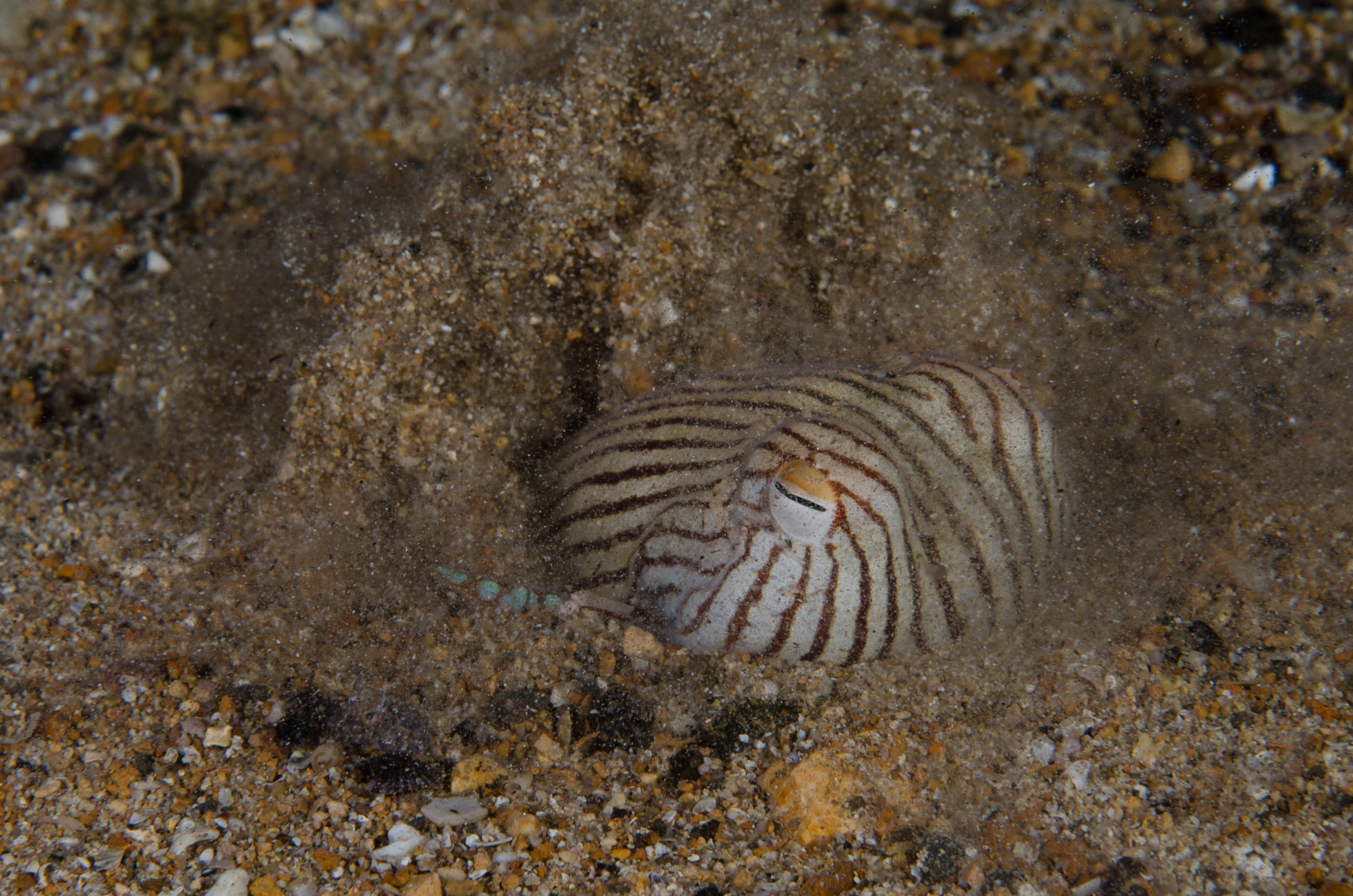 DSC_6535 – 2017, Adelaide, Edithburgh, Sepioloidea lineolata, South Australia, cuttlefish, july, macro, pyjama, seacology, squid, striped, temperate, wharf, winter