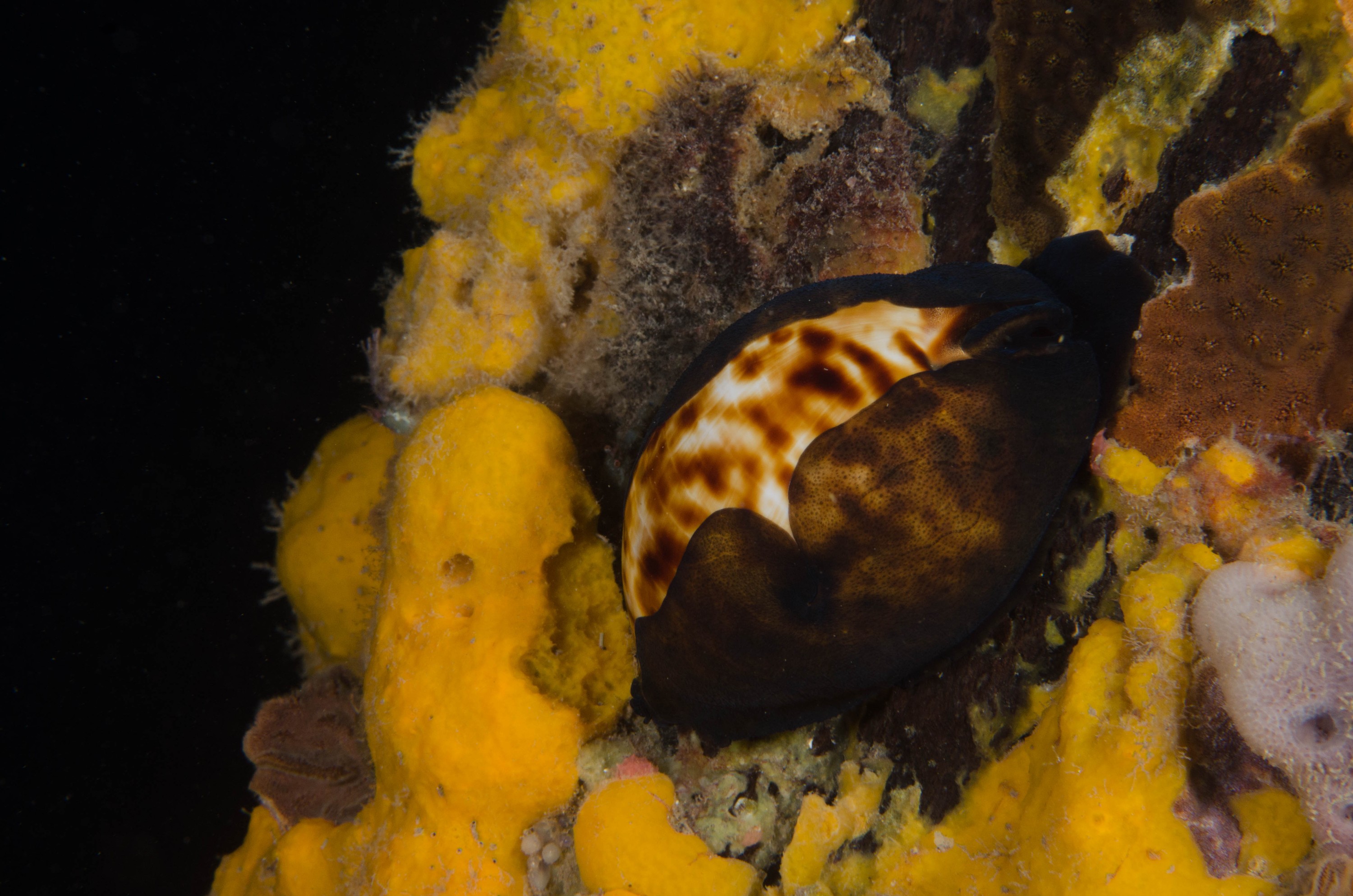 DSC_6538 – 2017, Adelaide, Edithburgh, South Australia, Zoila thersites, black, cowrie, july, macro, seacology, temperate, wharf, winter