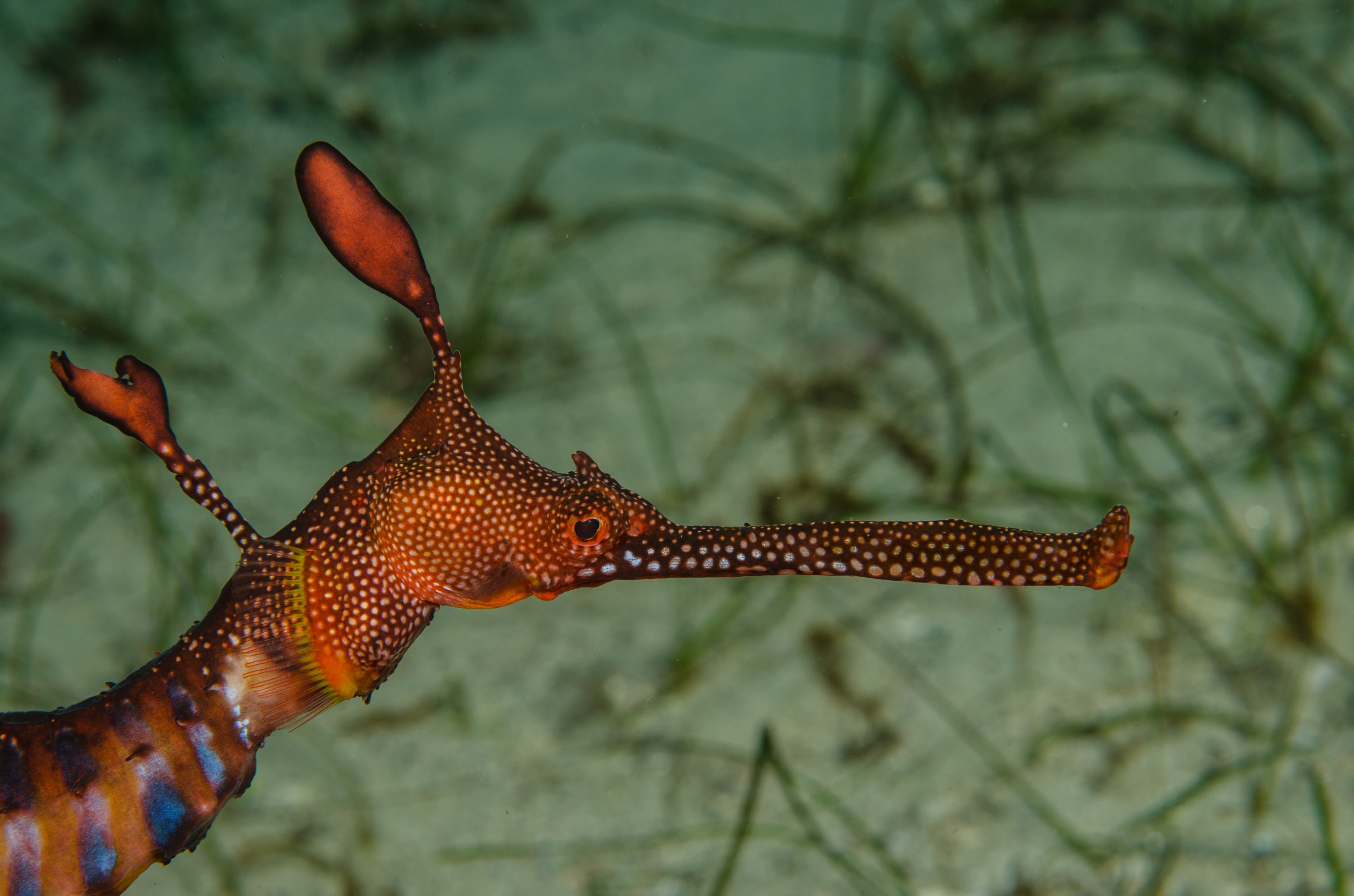 DSC_6857 – Weedy, seadragon, Phyllopteryx, taeniolatus, Tasmania, Bicheno, image, australia