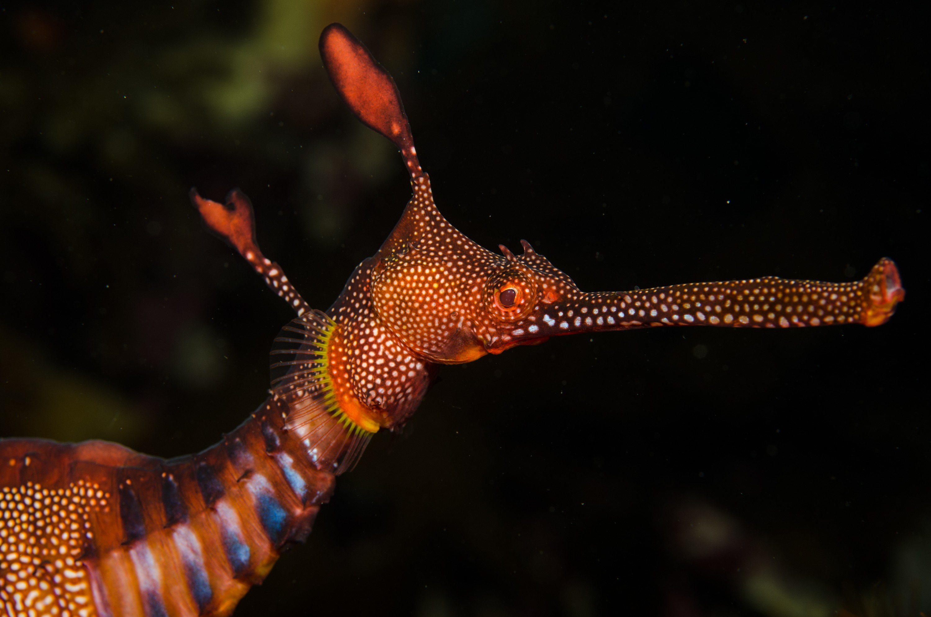 DSC_6868 – Weedy, seadragon, Phyllopteryx, taeniolatus, Tasmania, Bicheno, image, australia