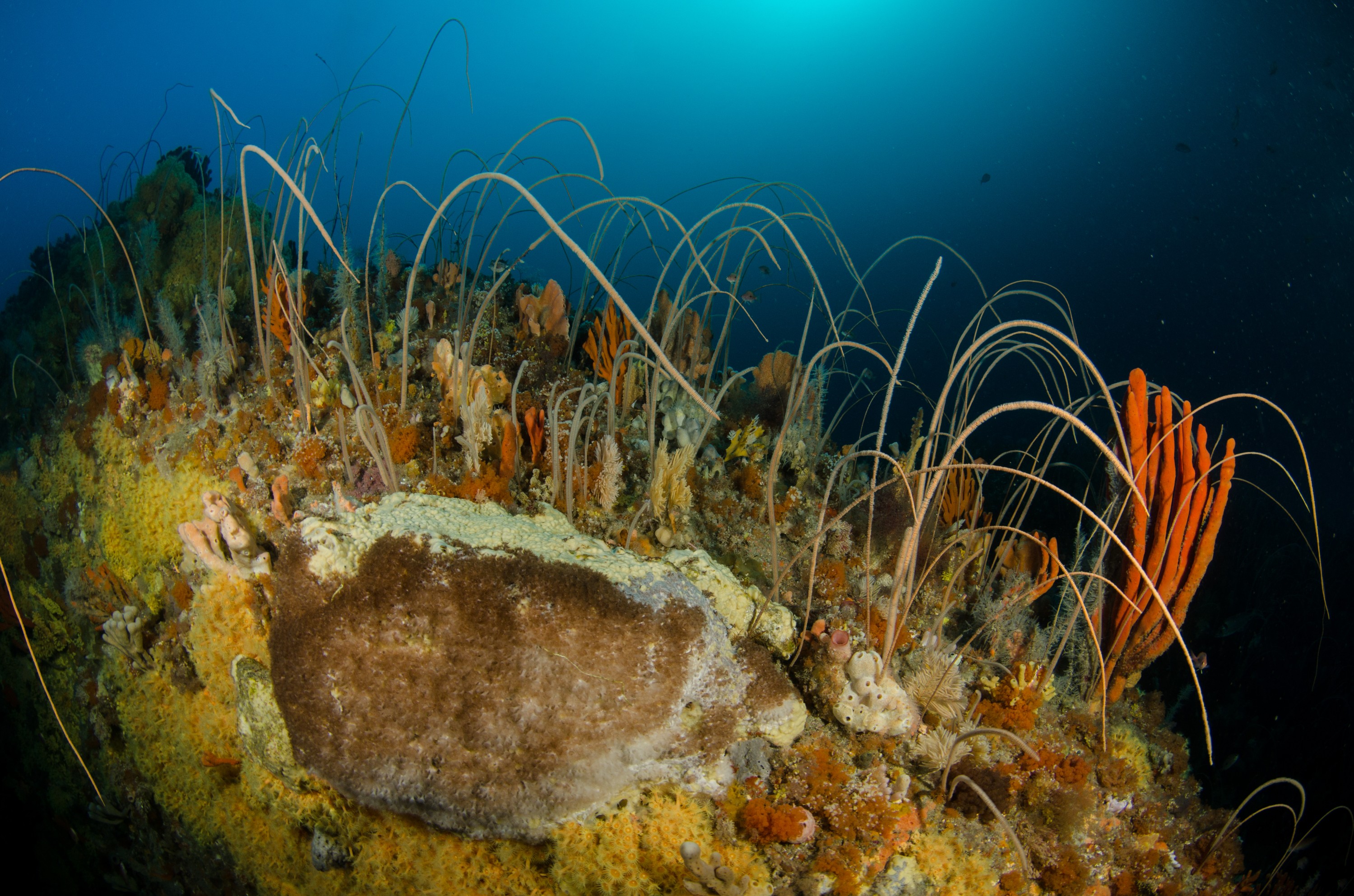 DSC_6972 – Deep, Reef, Tasmania, Bicheno, image, australia