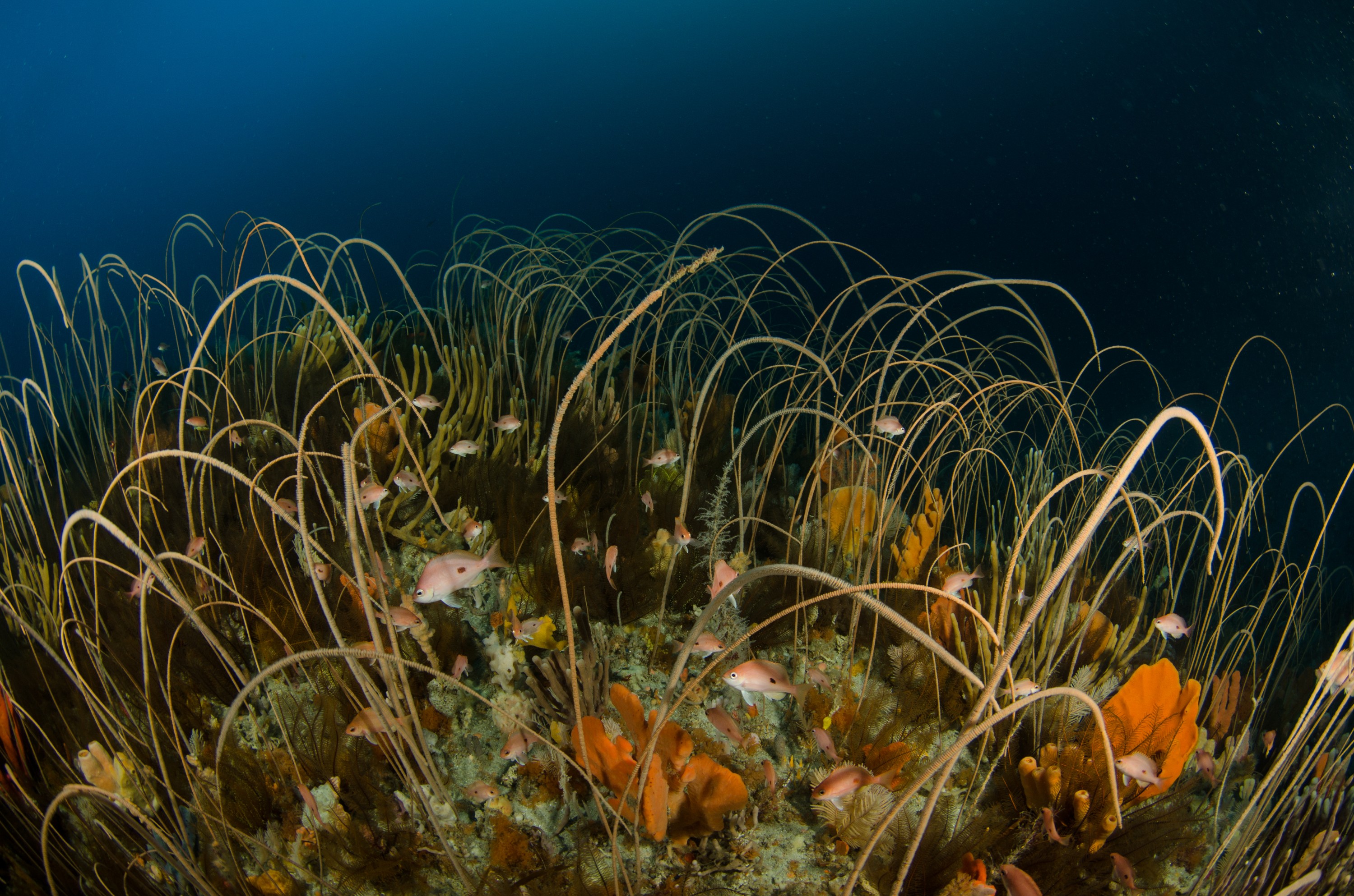 DSC_6978 – Deep, Reef, Tasmania, Bicheno, image, australia