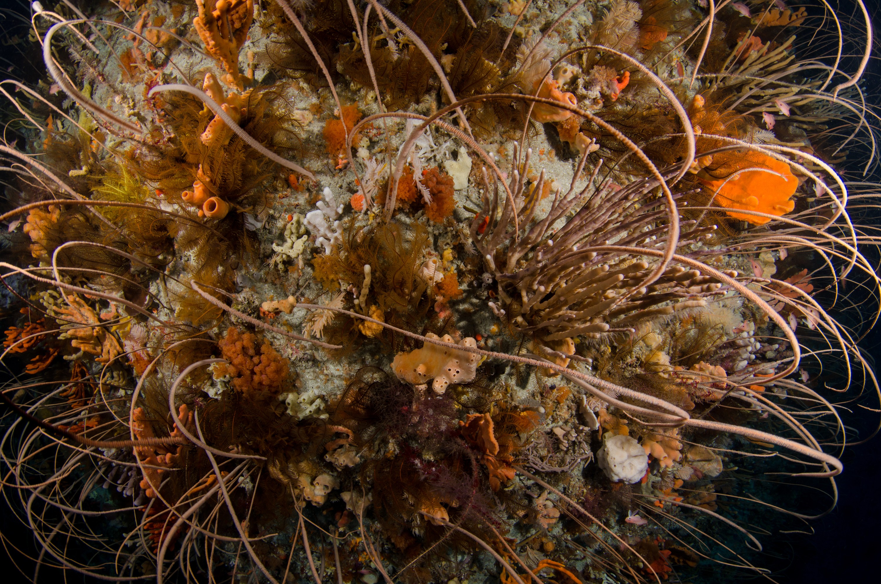 DSC_6979 – Deep, Reef, Tasmania, Bicheno, image, australia