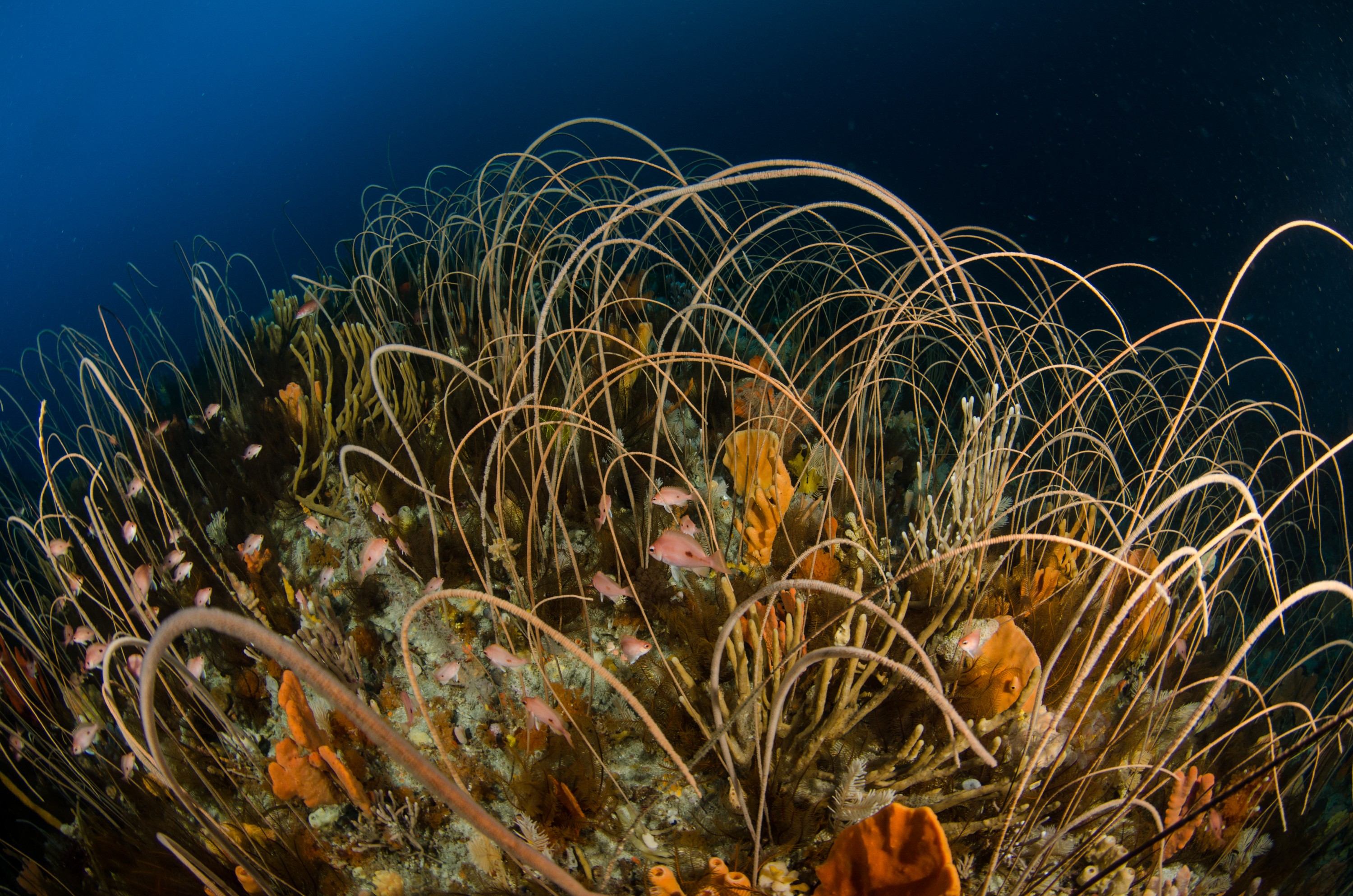 DSC_6981 – Deep, Reef, Tasmania, Bicheno, image, australia