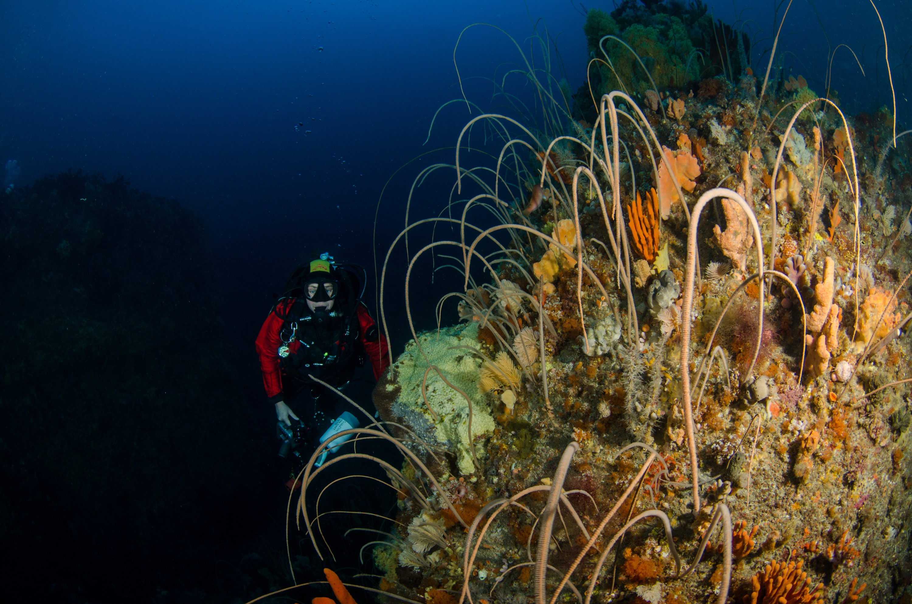 DSC_6990 – Deep, Reef, Tasmania, Bicheno, image, australia