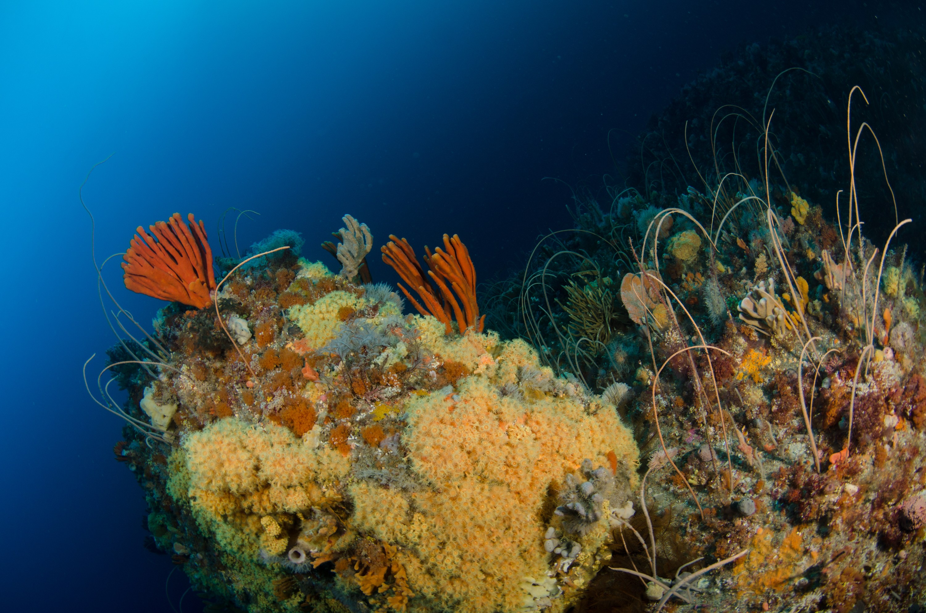 DSC_6996 – Deep, Reef, Tasmania, Bicheno, image, australia