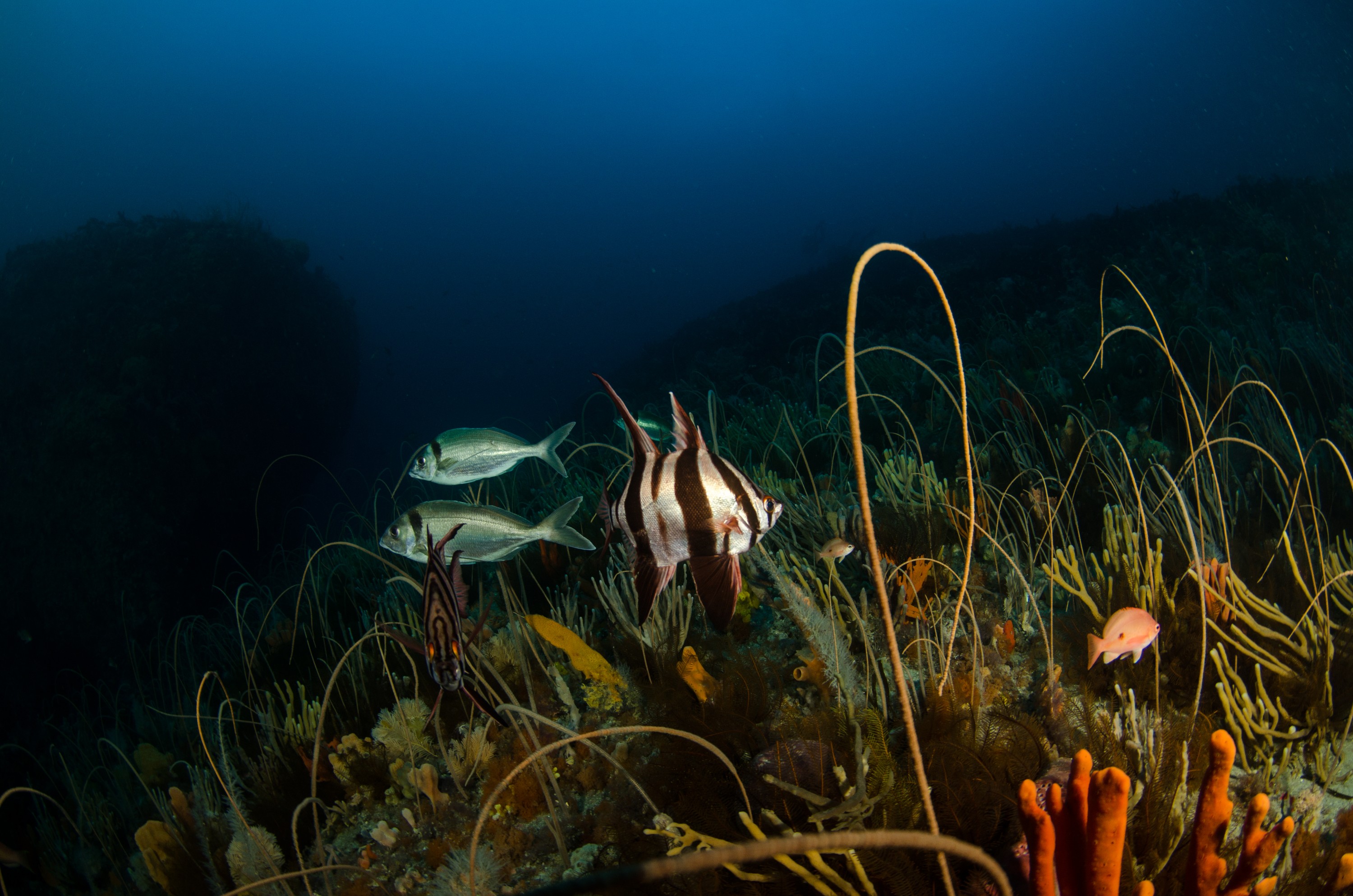 DSC_7013 – Deep, Reef, Tasmania, Bicheno, image, australia, Old, Wife, Enoplosus, armatus