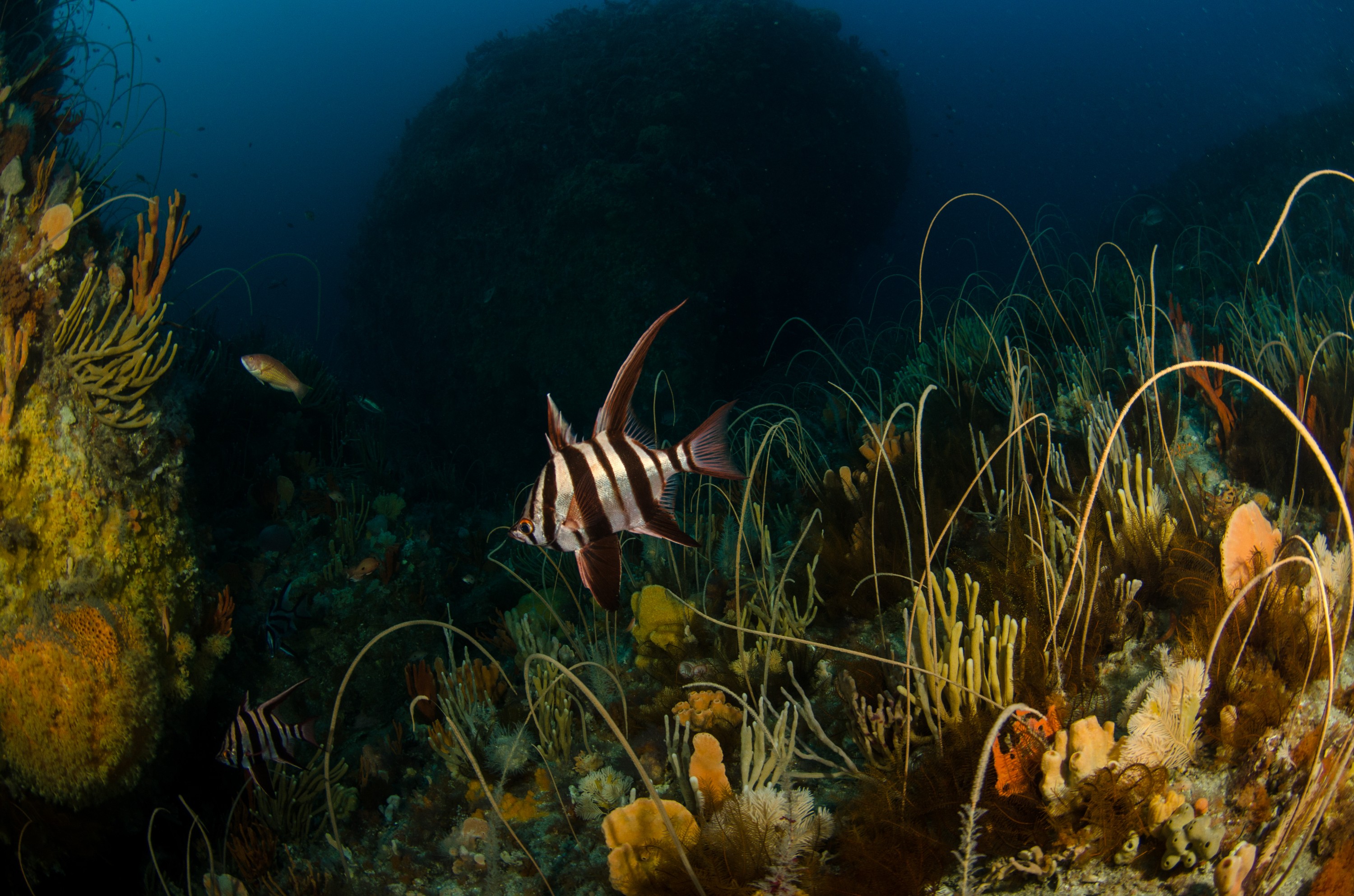 DSC_7016 – Deep, Reef, Tasmania, Bicheno, image, australia, Old, Wife, Enoplosus, armatus
