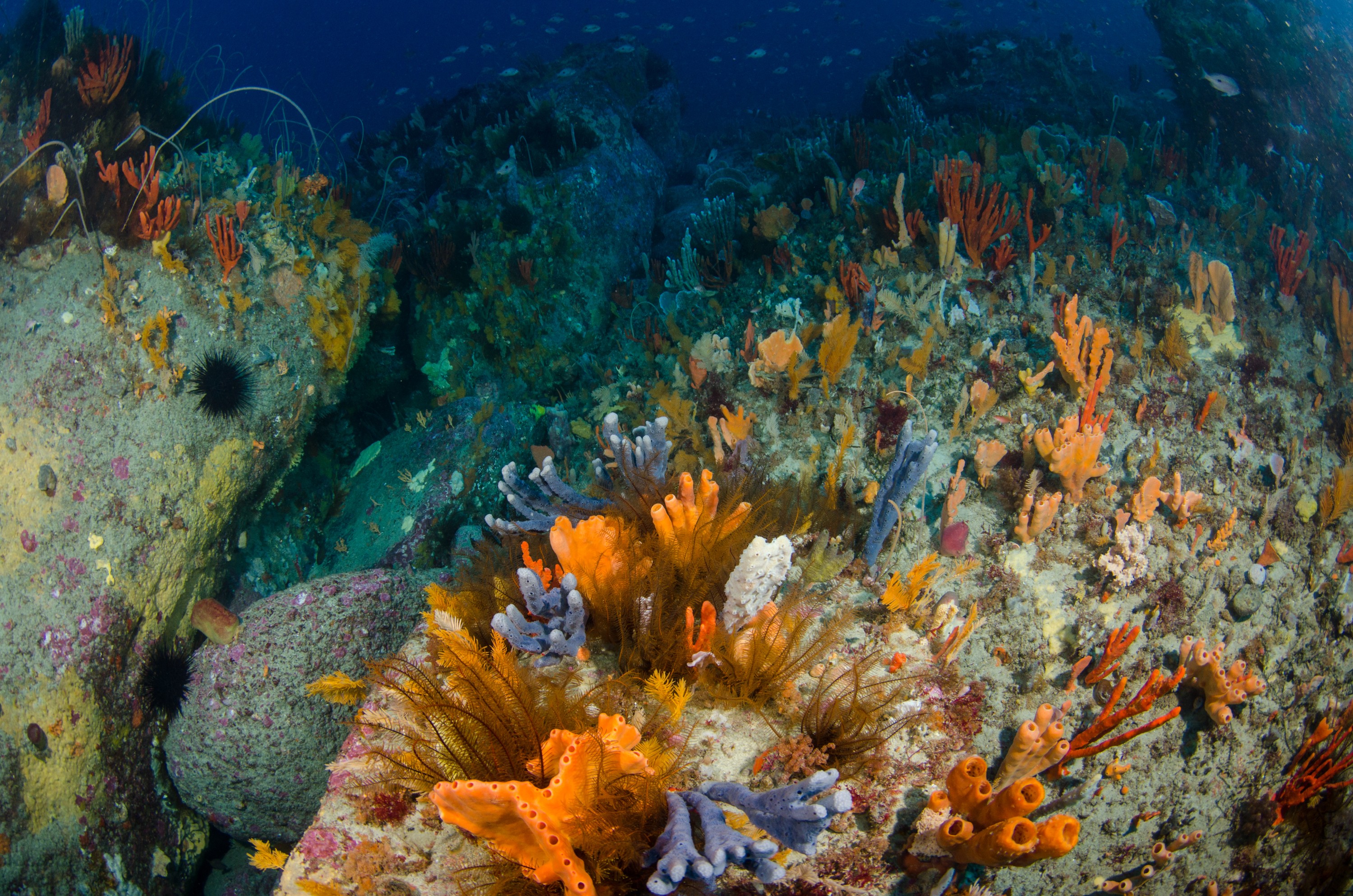 DSC_7026 – Deep, Reef, Tasmania, Bicheno, image, australia